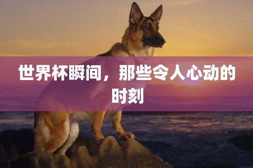 防腐木價格表與市場分析概覽