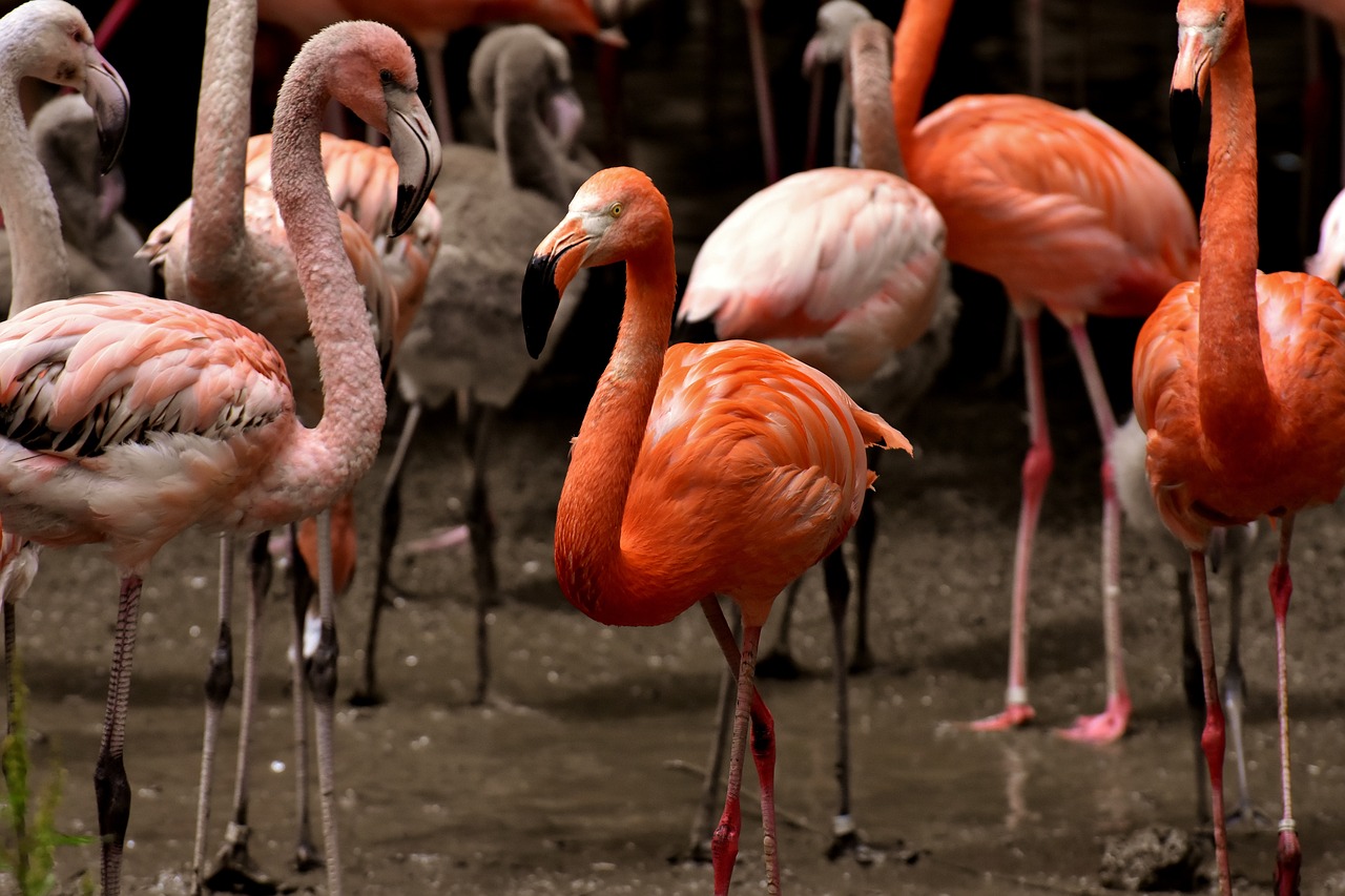 上海期貨實(shí)時(shí)行情分析與展望，最新動(dòng)態(tài)及未來(lái)趨勢(shì)解讀