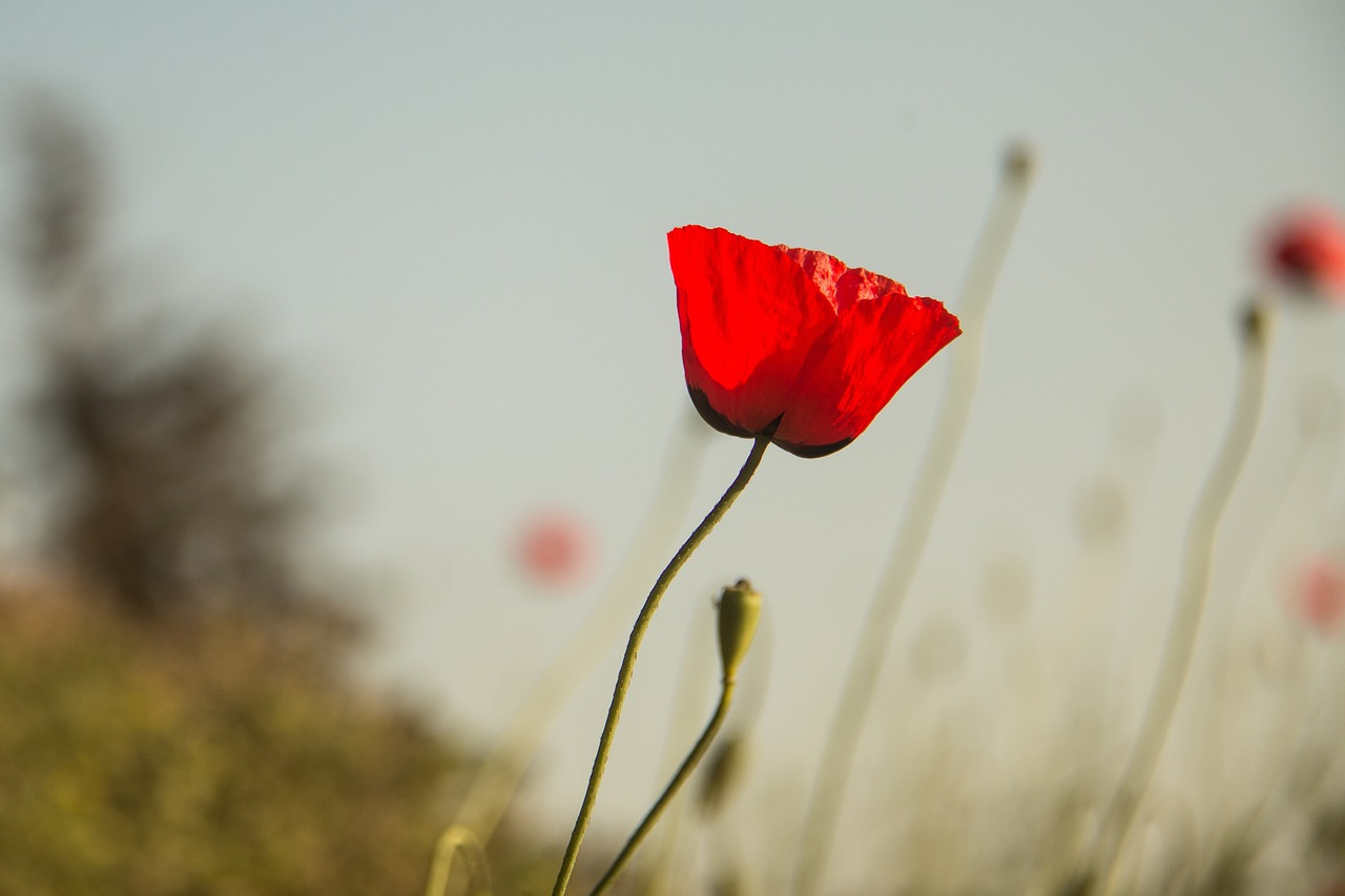印度疫情最新動(dòng)態(tài)，挑戰(zhàn)、應(yīng)對(duì)策略及進(jìn)展