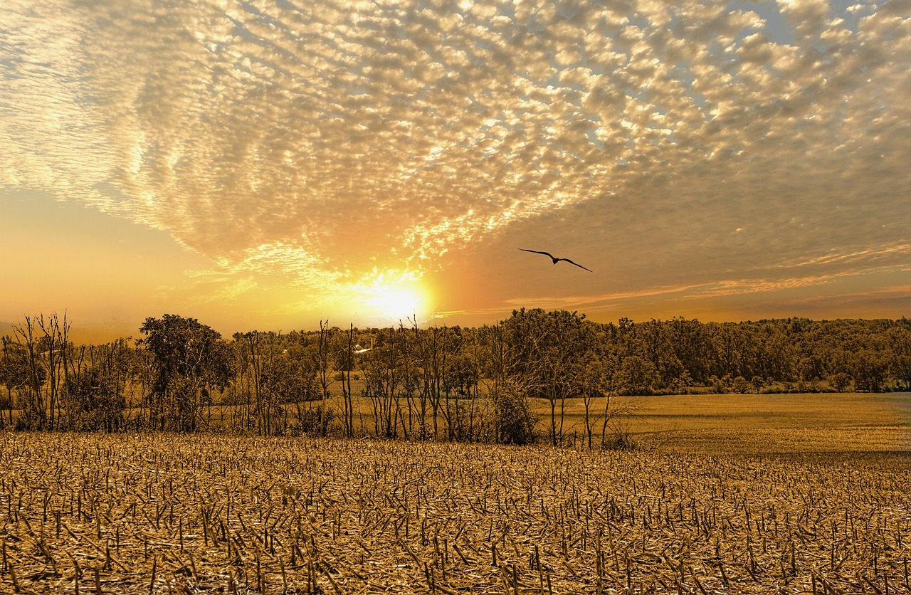鄉(xiāng)村情緣最新章節(jié)，鄉(xiāng)土之情的深度演繹與浪漫情緣