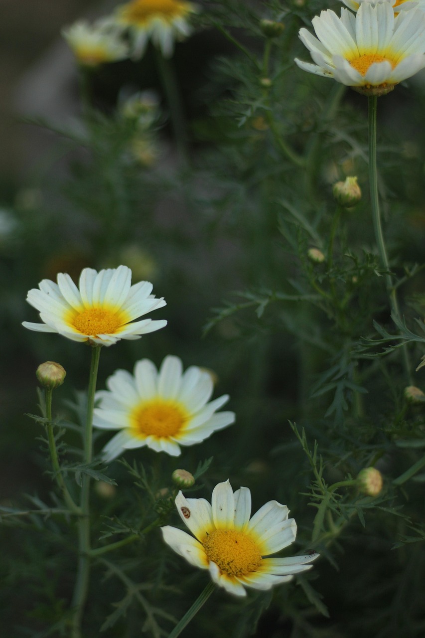 郭晶晶最新動(dòng)態(tài)，開(kāi)啟人生新篇章的璀璨之星