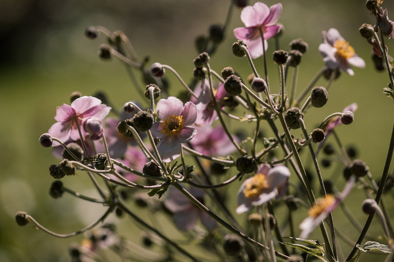 全球疫情最新動(dòng)態(tài)，態(tài)勢(shì)深化分析與應(yīng)對(duì)策略探討