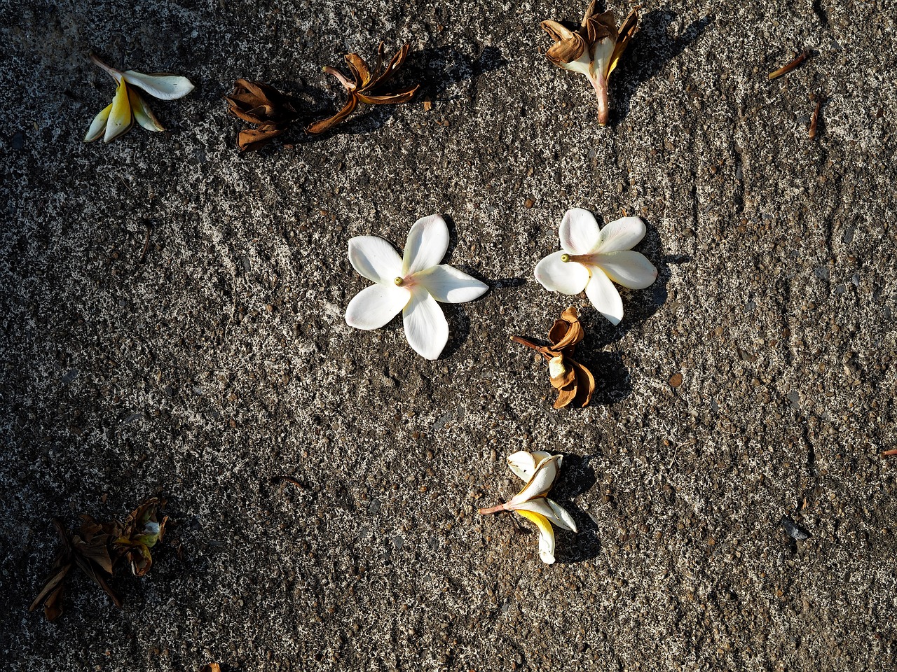 豐鎮(zhèn)吧最新消息全面解析與動(dòng)態(tài)更新