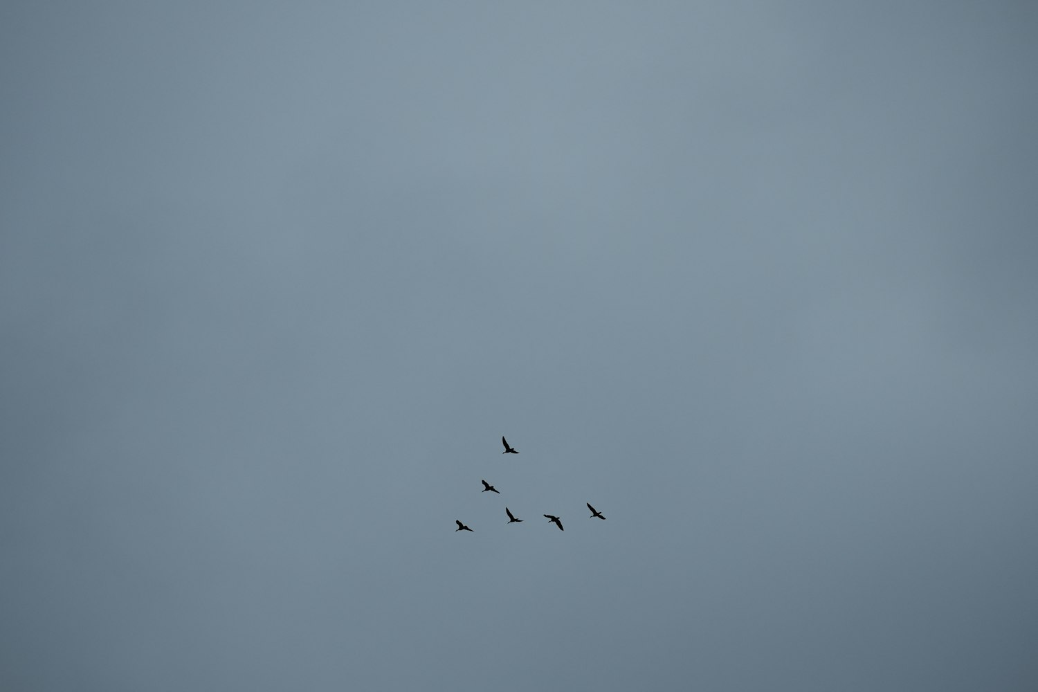 探索神秘夜晚的兔獵之旅，最新夜獵兔視頻分享