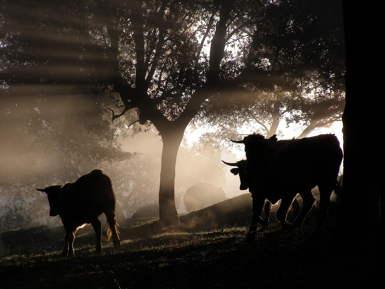 今日肉牛價格走勢分析，最新牛價及趨勢預(yù)測