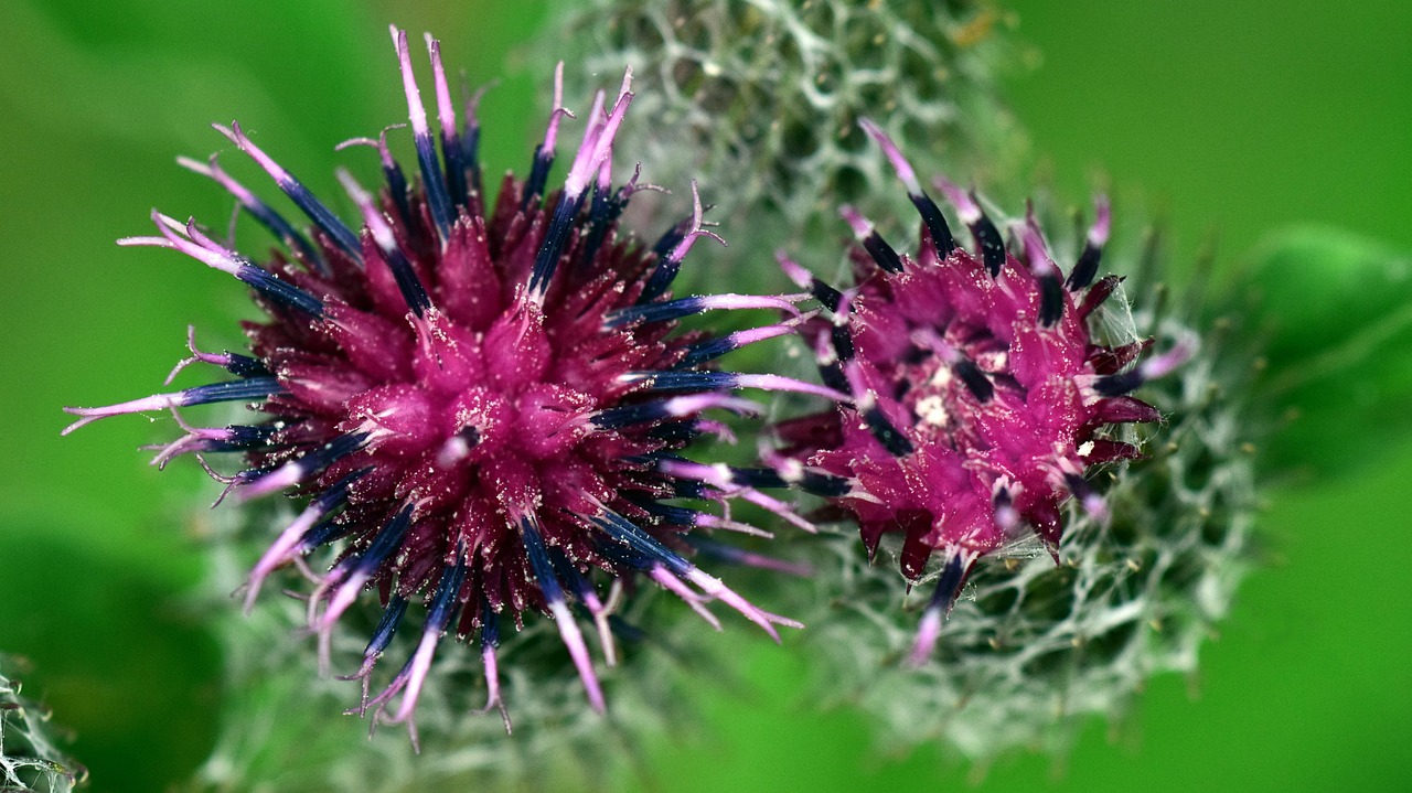 熏衣草電視劇全集，情感與命運(yùn)的交織之旅