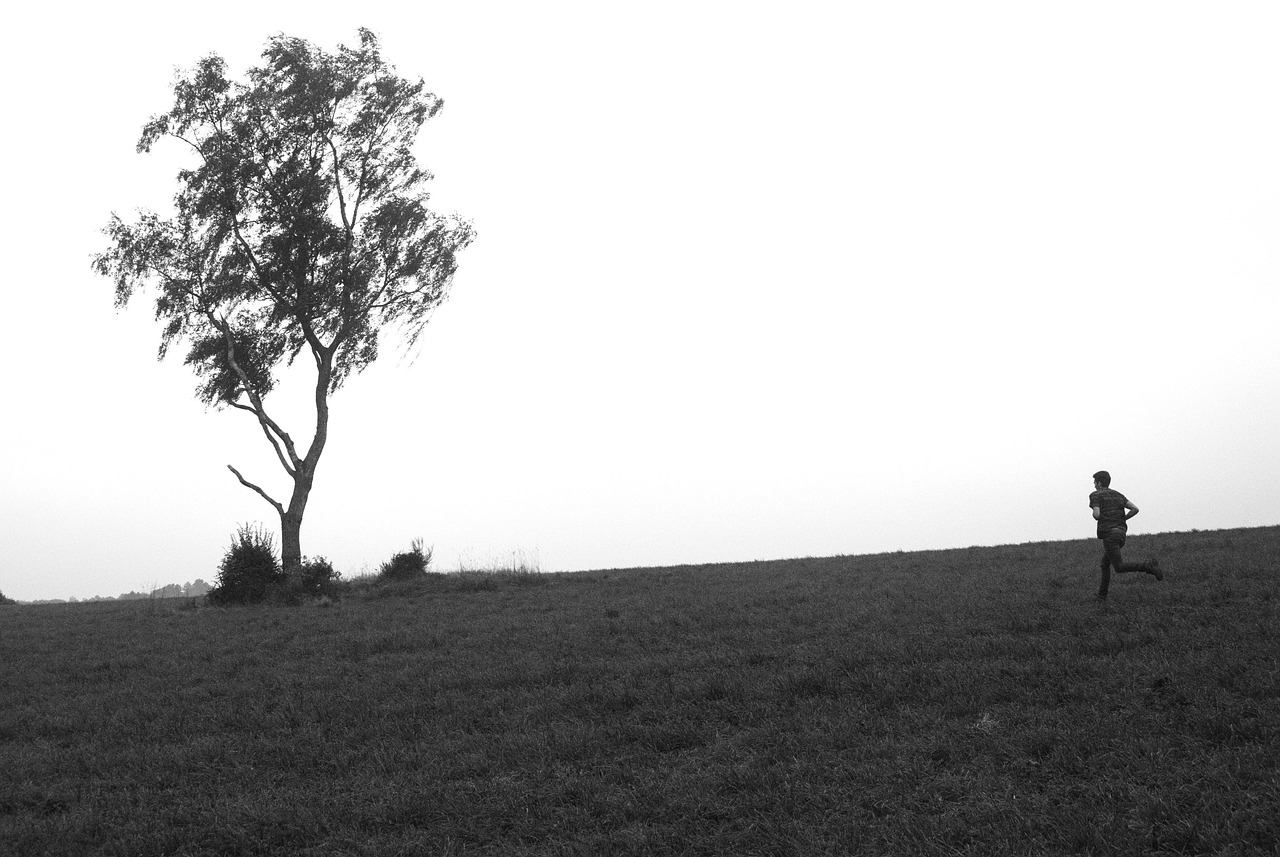 紅杏最新鏈接，探索與發(fā)現(xiàn)的旅程