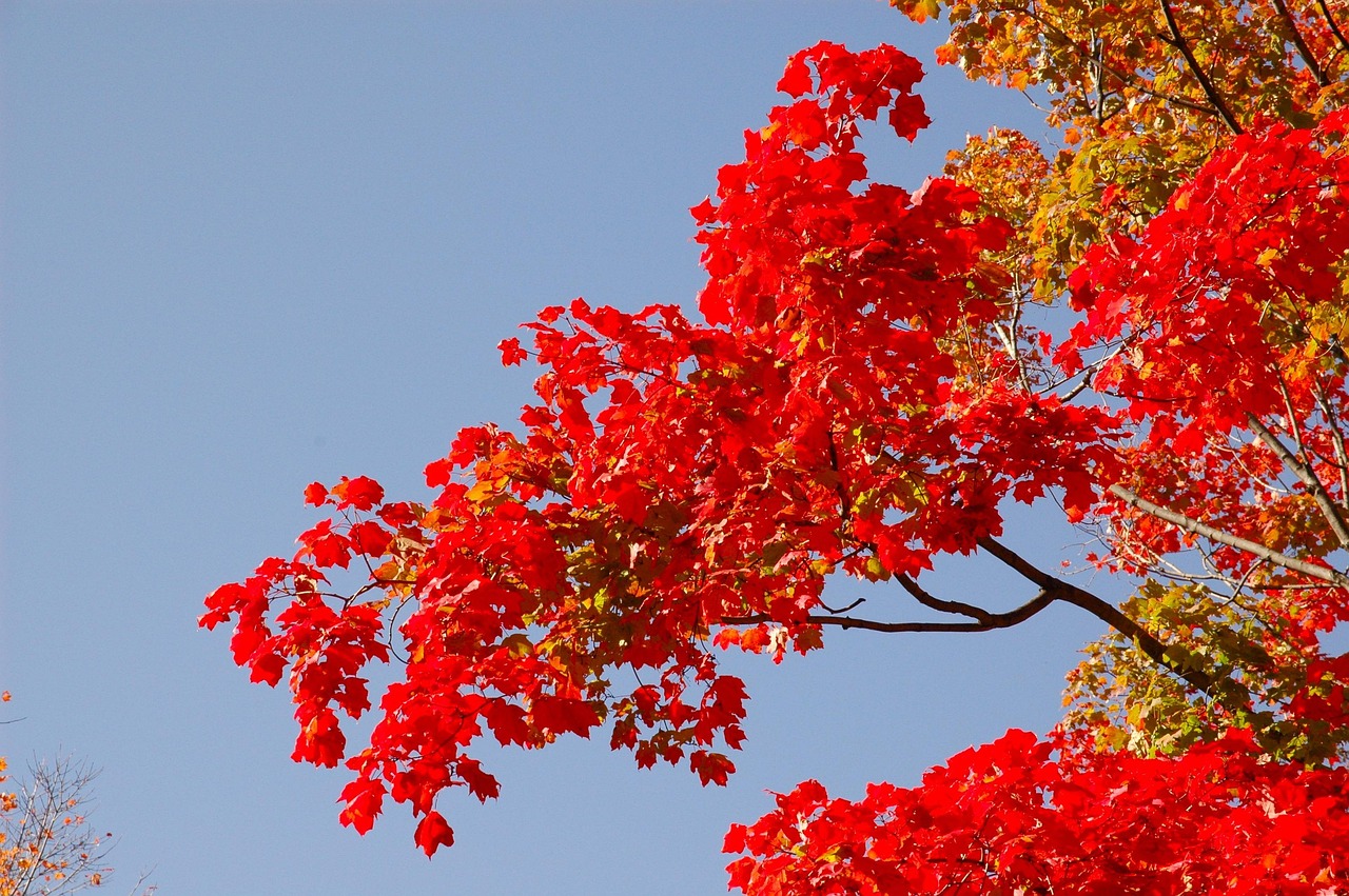 揭秘真相與改變，關(guān)注狗肉節(jié)爭議背后的最新動(dòng)態(tài) 2017年回顧