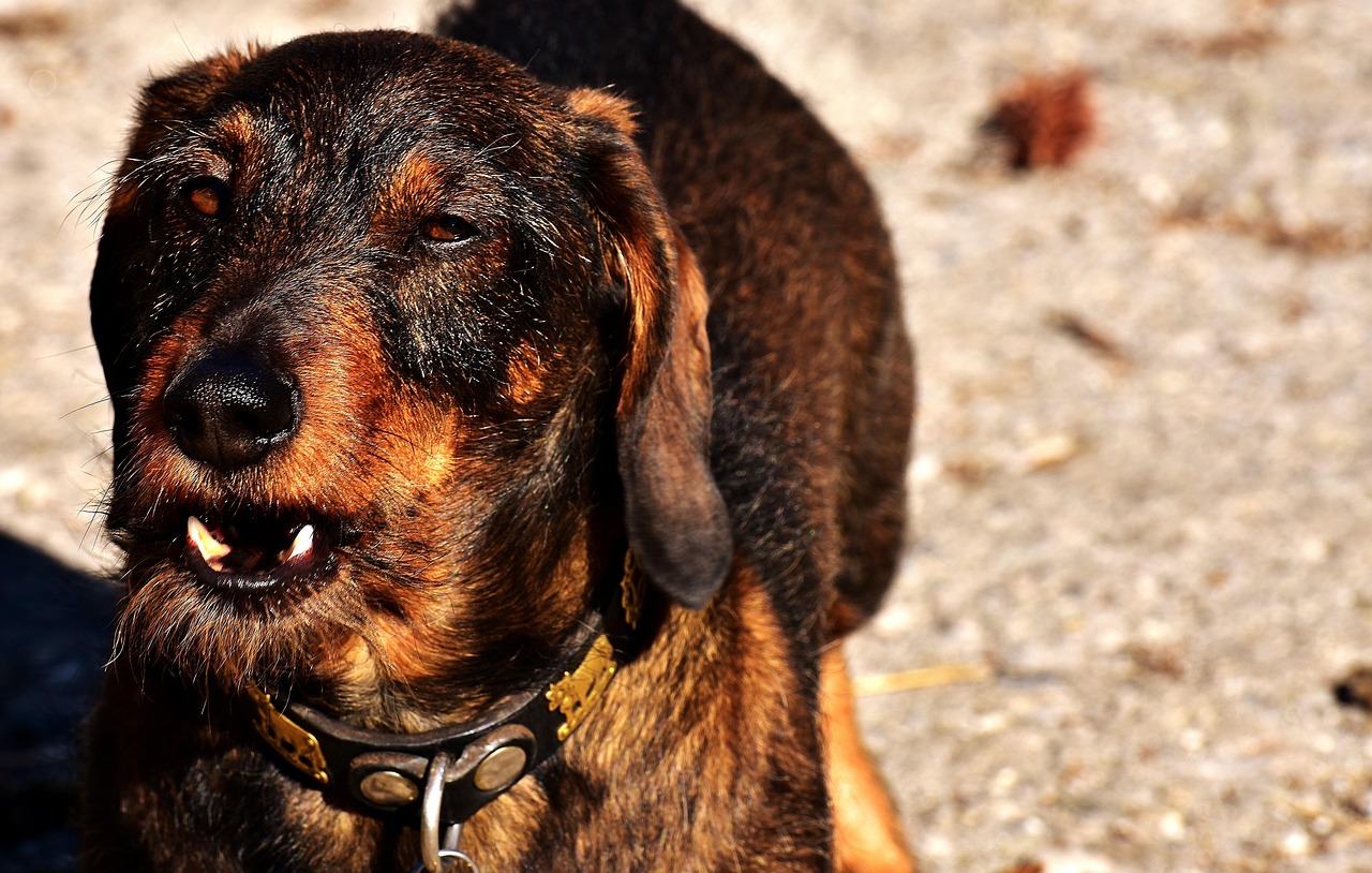 最新斗狗比賽大全，熱血競技盛宴的全視角解讀