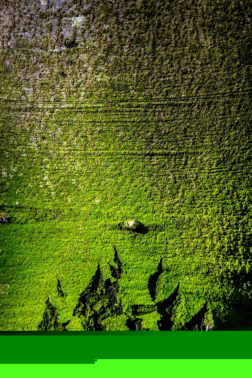 自然之力的較量與生命的頌歌，樹比賽盛宴開啟