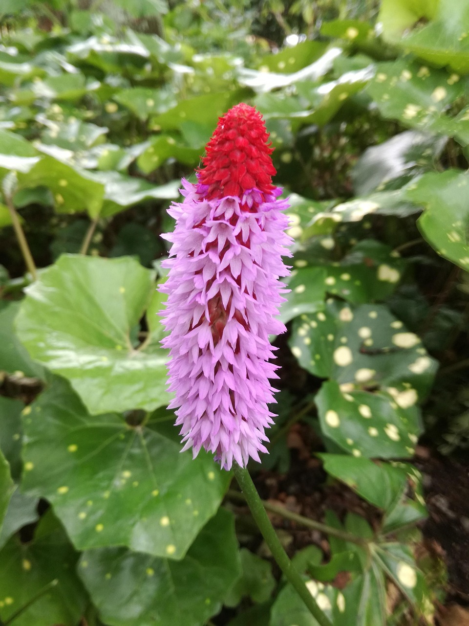 合肥長豐崗集蓬勃發(fā)展新篇章，最新動態(tài)與進(jìn)展