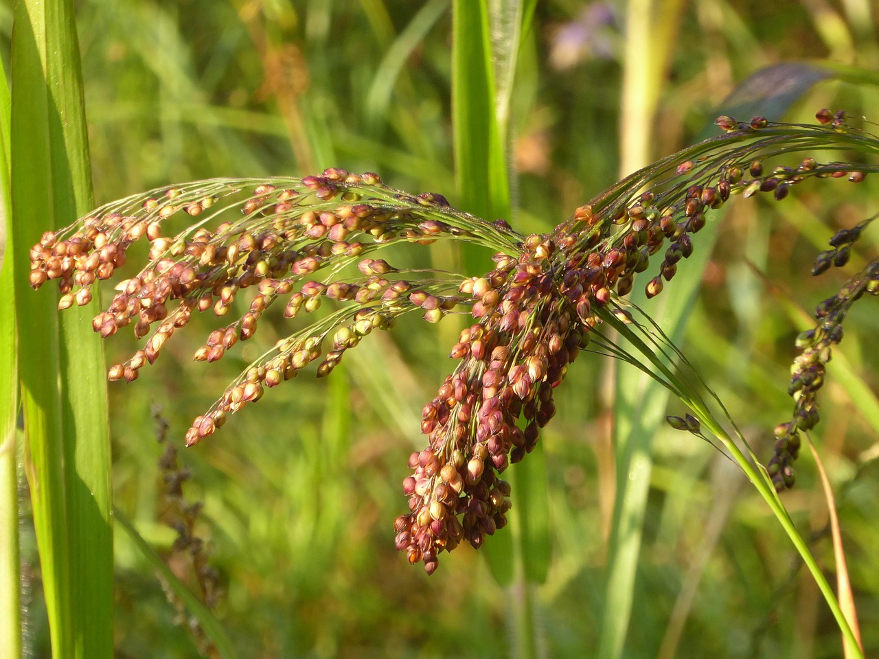 三草兩木最新價格概覽
