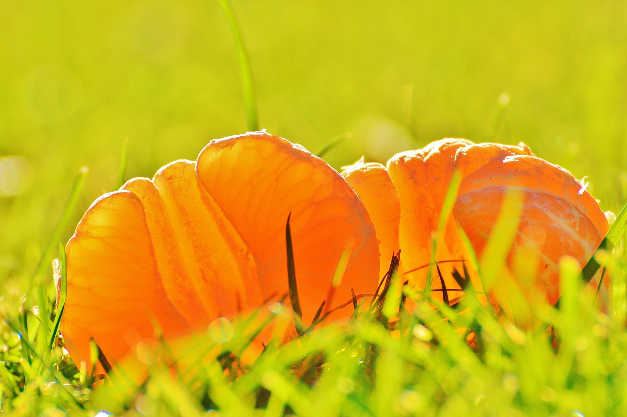 東方領(lǐng)先趨勢(shì)凈值動(dòng)態(tài)，深度探索與解析