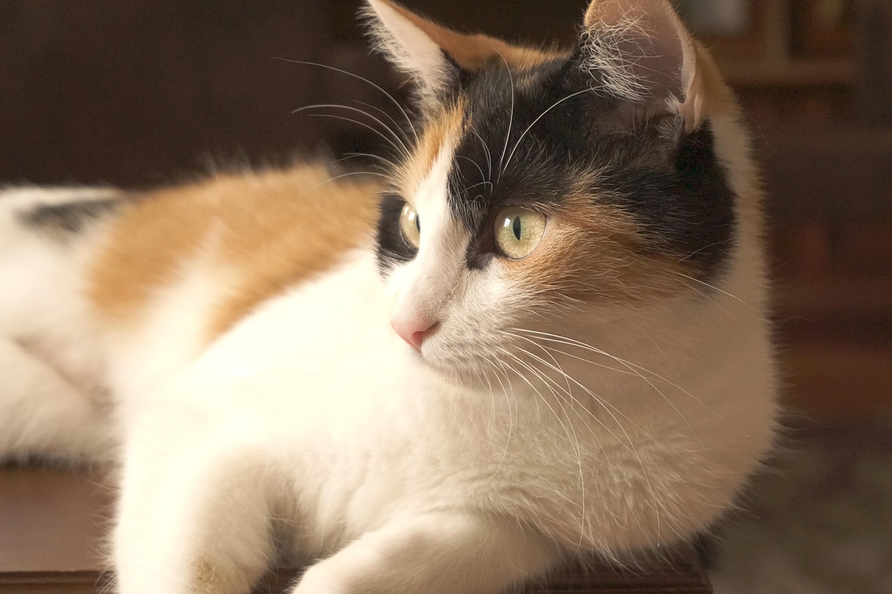 我的天空暗了 第19頁(yè)