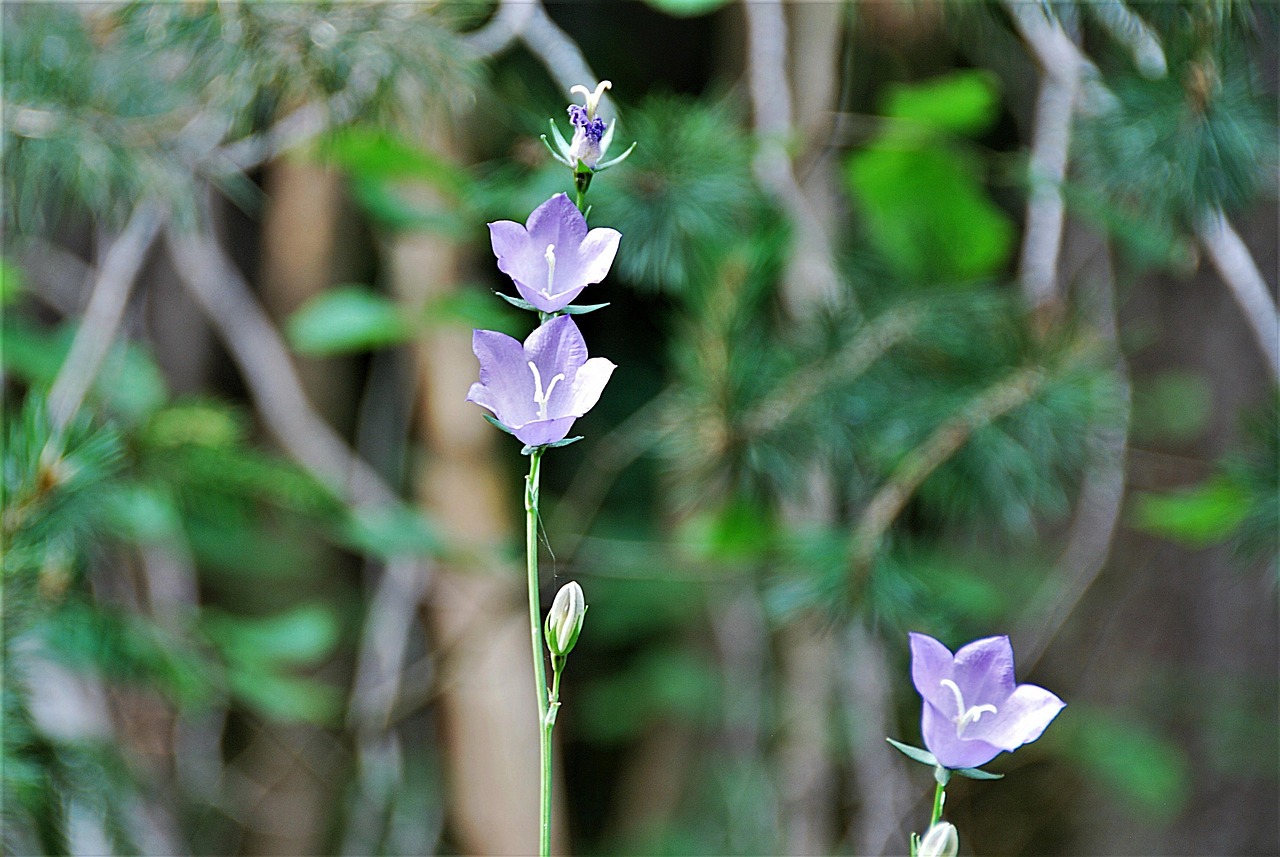 聚焦600340股票最新動態(tài)，深度解析最新走勢分析