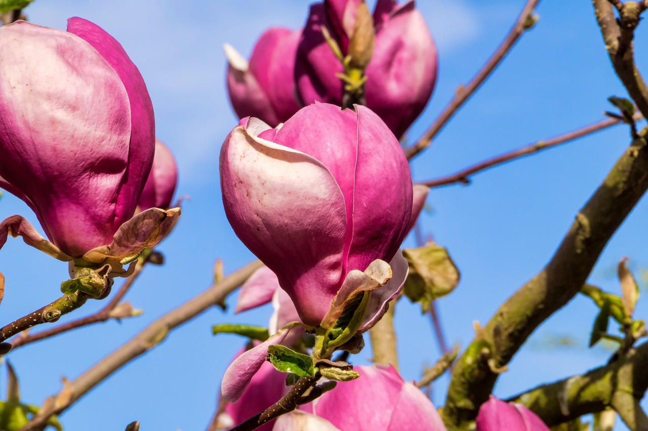 尼泊爾最新疫情動(dòng)態(tài)，挑戰(zhàn)、應(yīng)對(duì)策略揭秘