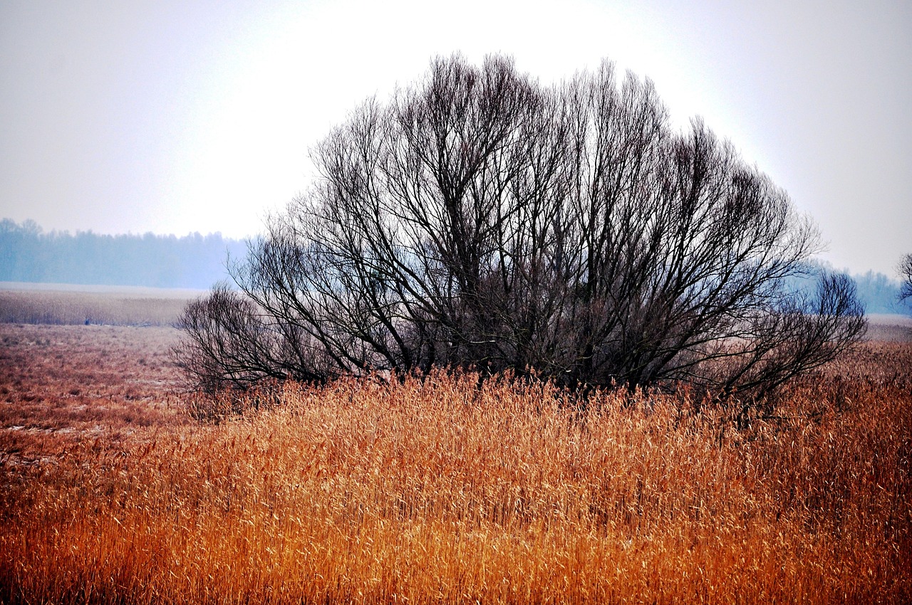 九寨溝最新動態(tài)，自然美景與生態(tài)保護的新篇章開啟