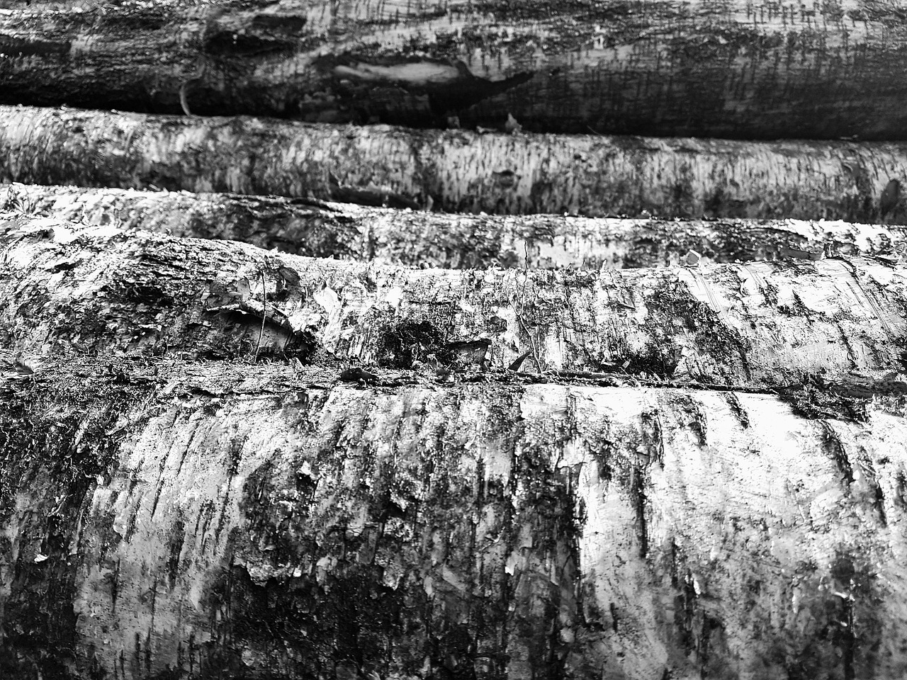 橡木木材價(jià)格行情深度分析，市場(chǎng)動(dòng)態(tài)與趨勢(shì)預(yù)測(cè)