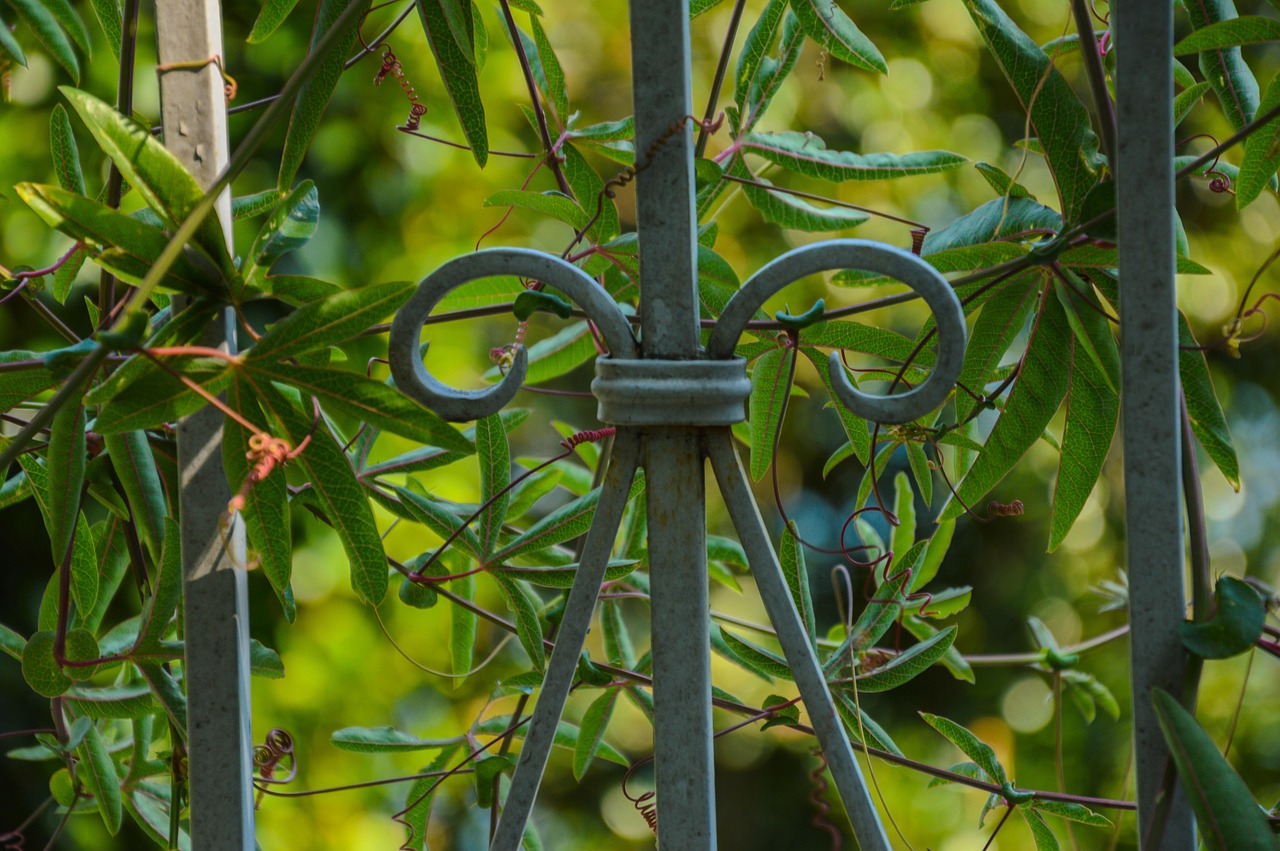 冬青鼠最新網(wǎng)址，探索未知世界的門戶門戶
