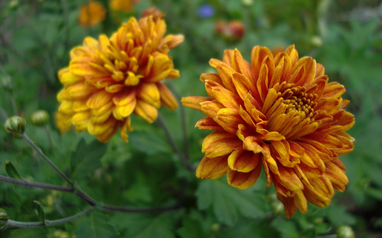 藤縣油價(jià)動(dòng)態(tài)，最新油價(jià)變化對當(dāng)?shù)亟?jīng)濟(jì)與居民生活的深刻影響