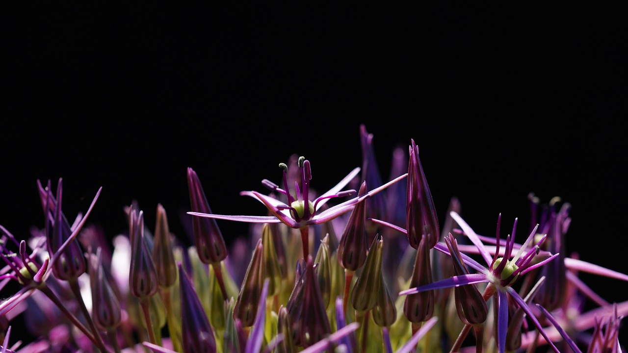 星光璀璨下的祝福，愿明星的美好如影隨形