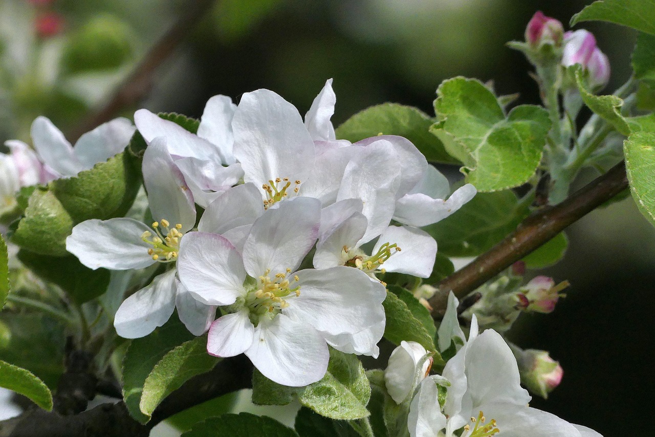 好一朵茉莉花，電視劇中的芬芳綻放與情感綻放。