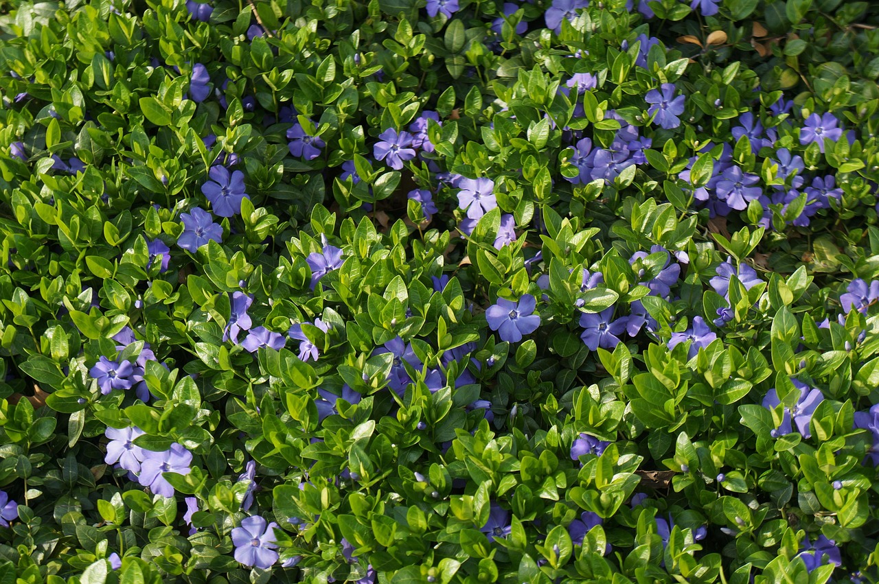 草莓苗價(jià)格行情深度分析