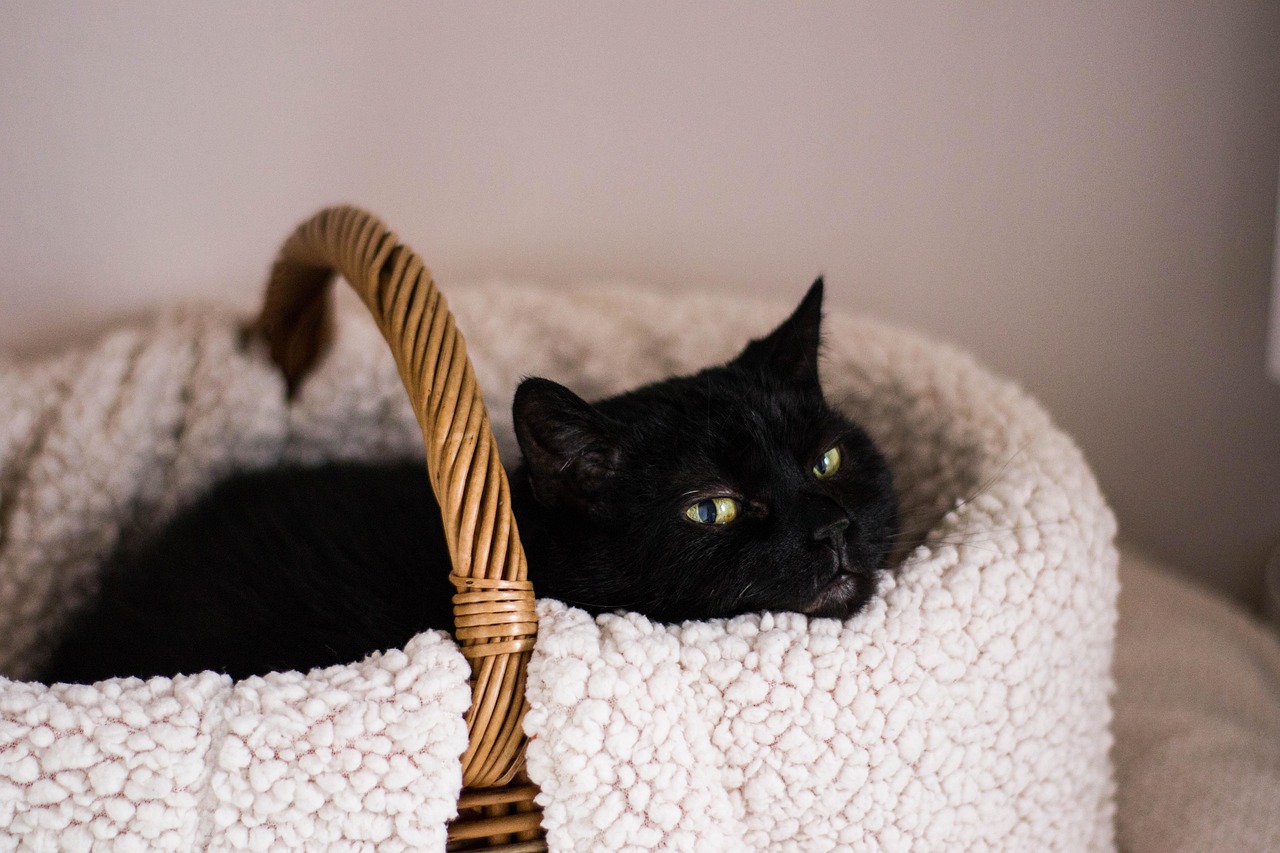 動漫貓頭像，流行文化的獨(dú)特魅力風(fēng)采