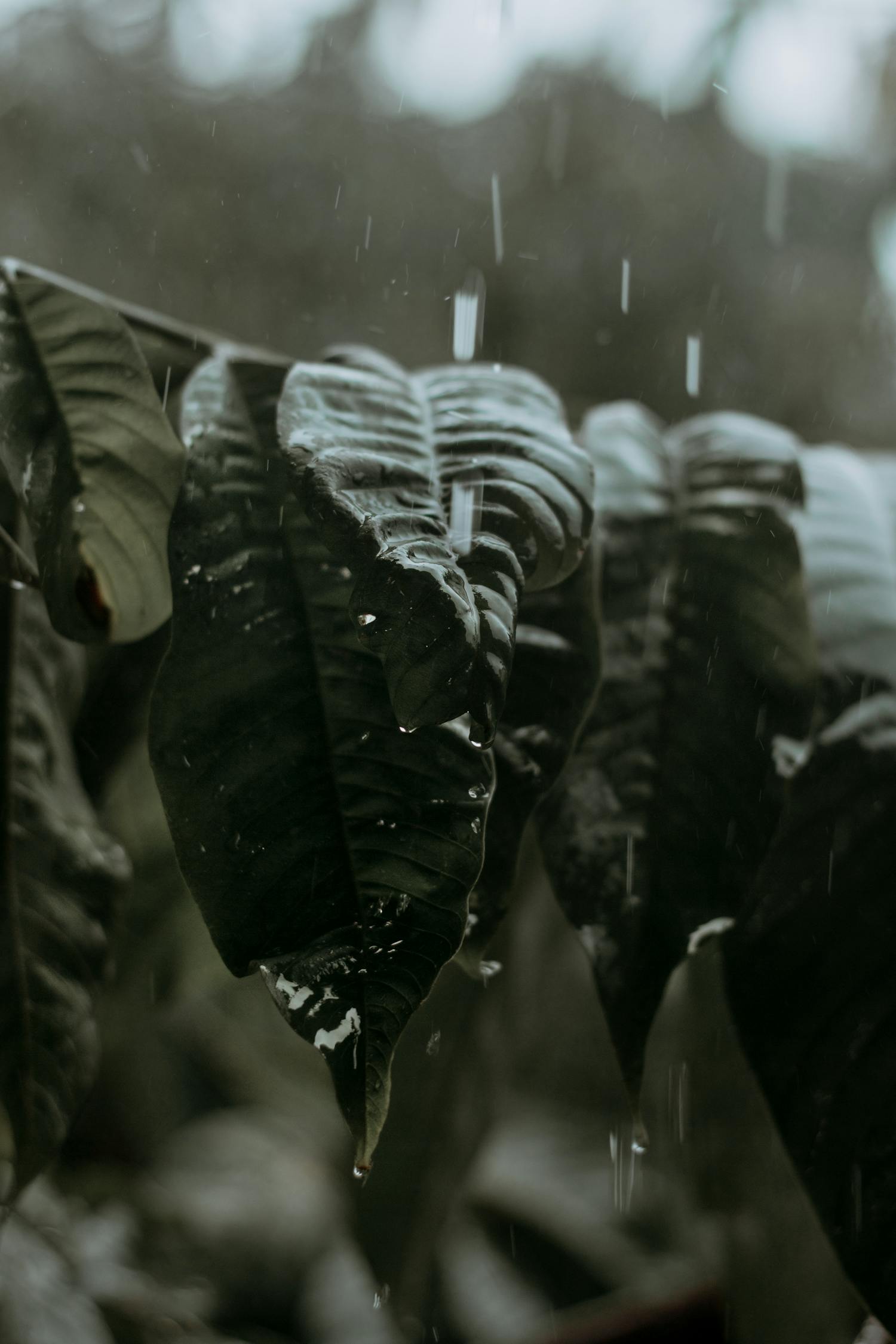 絕叫電視劇，深度解析與探討之旅