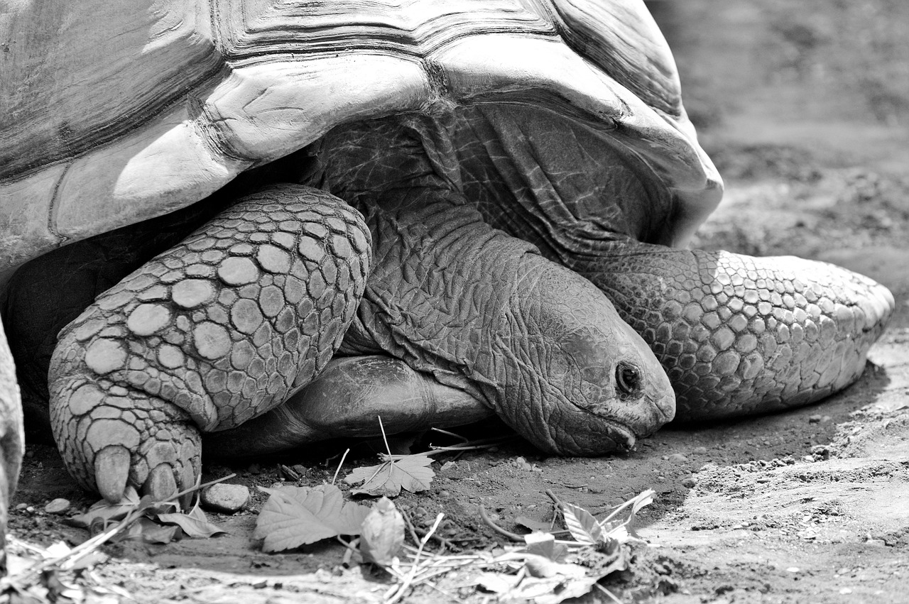 黑頸烏龜市場(chǎng)價(jià)格分析與研究