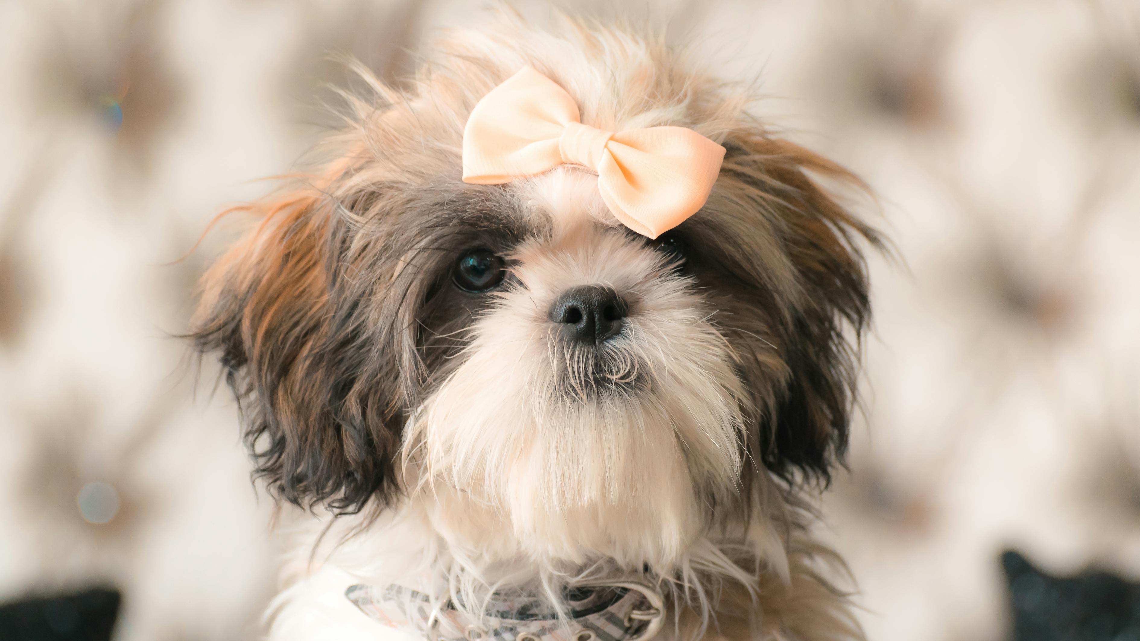 狗咬架比賽視頻全集，背后的故事與挑戰(zhàn)揭秘