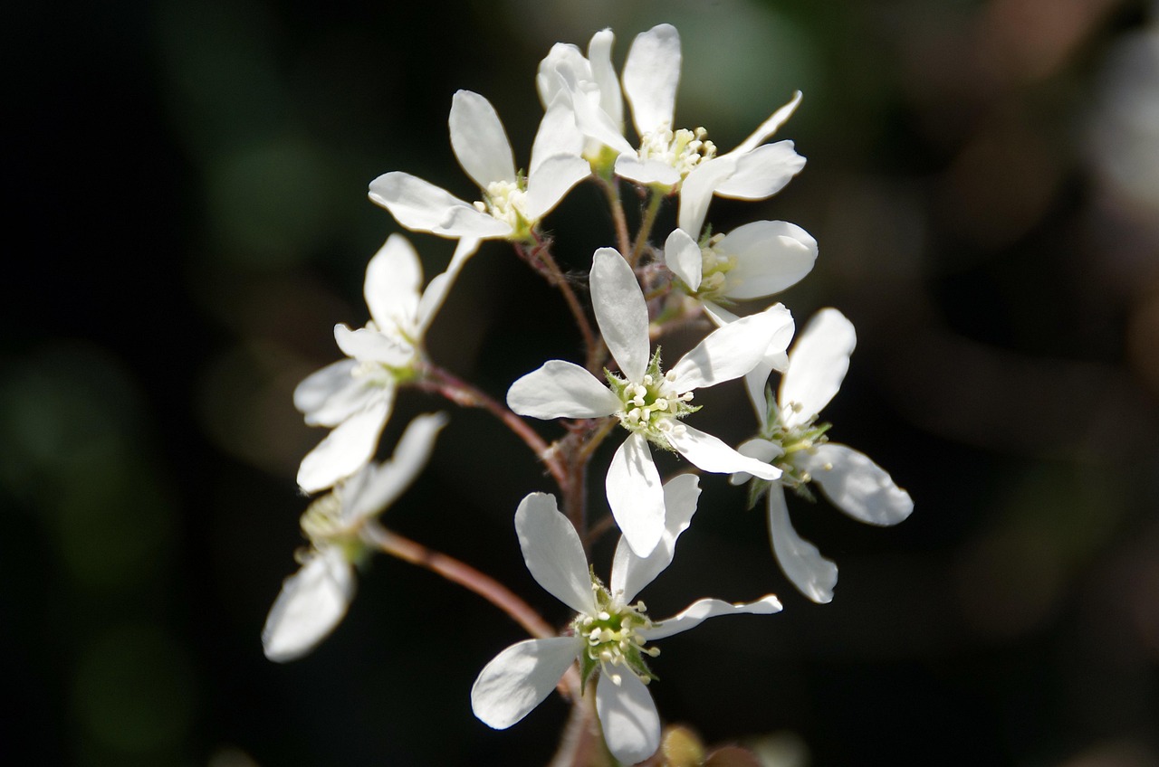 國(guó)產(chǎn)動(dòng)漫璀璨綻放，藝術(shù)之花的魅力