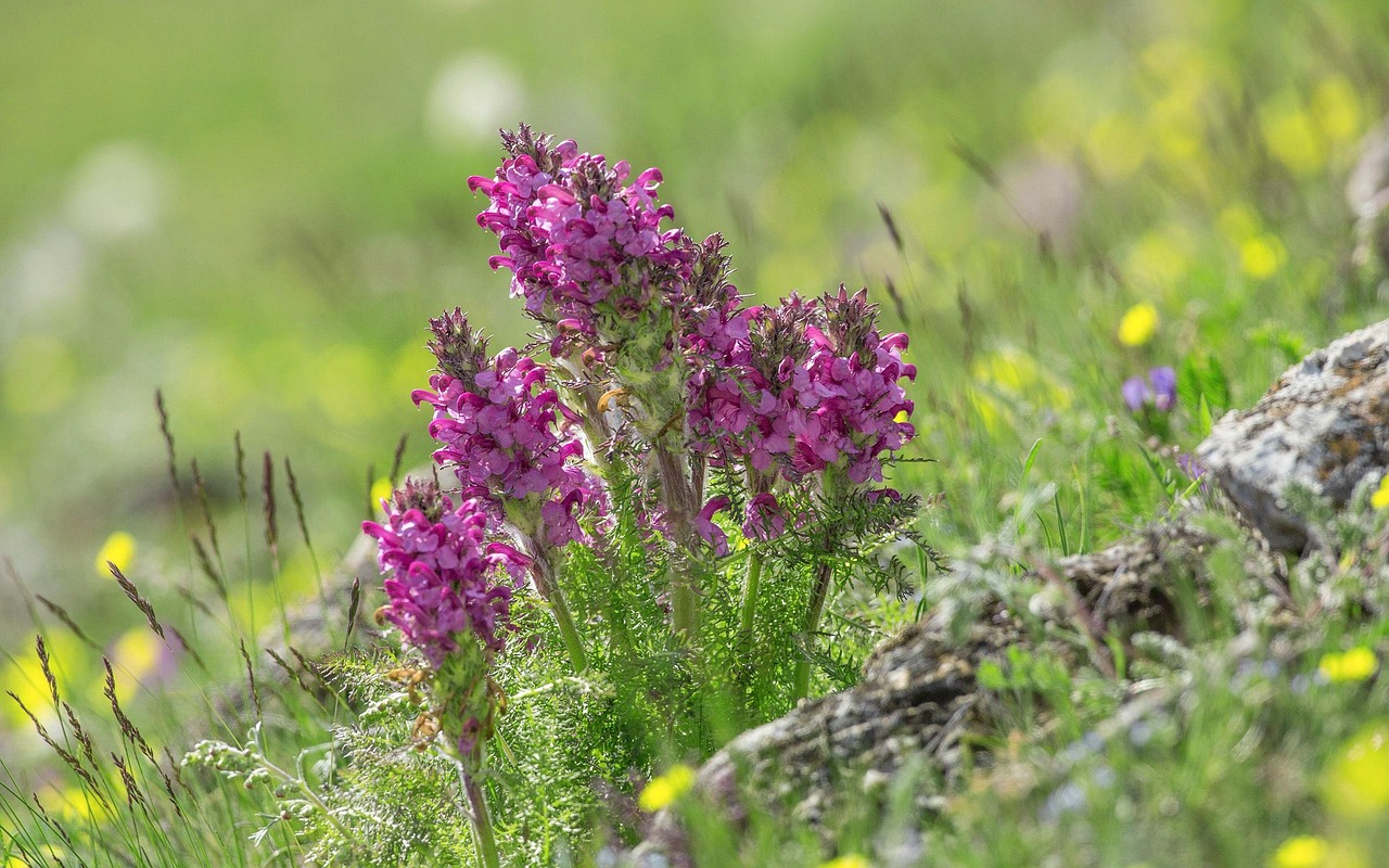 寶素力奶粉最新動態(tài)，品質(zhì)升級與創(chuàng)新發(fā)展之路揭秘