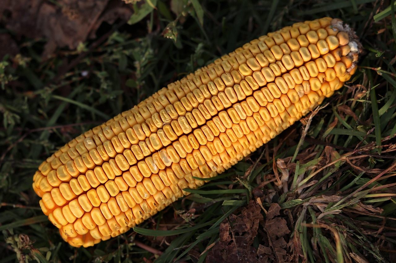 豆粕行情報(bào)價(jià)及深度分析