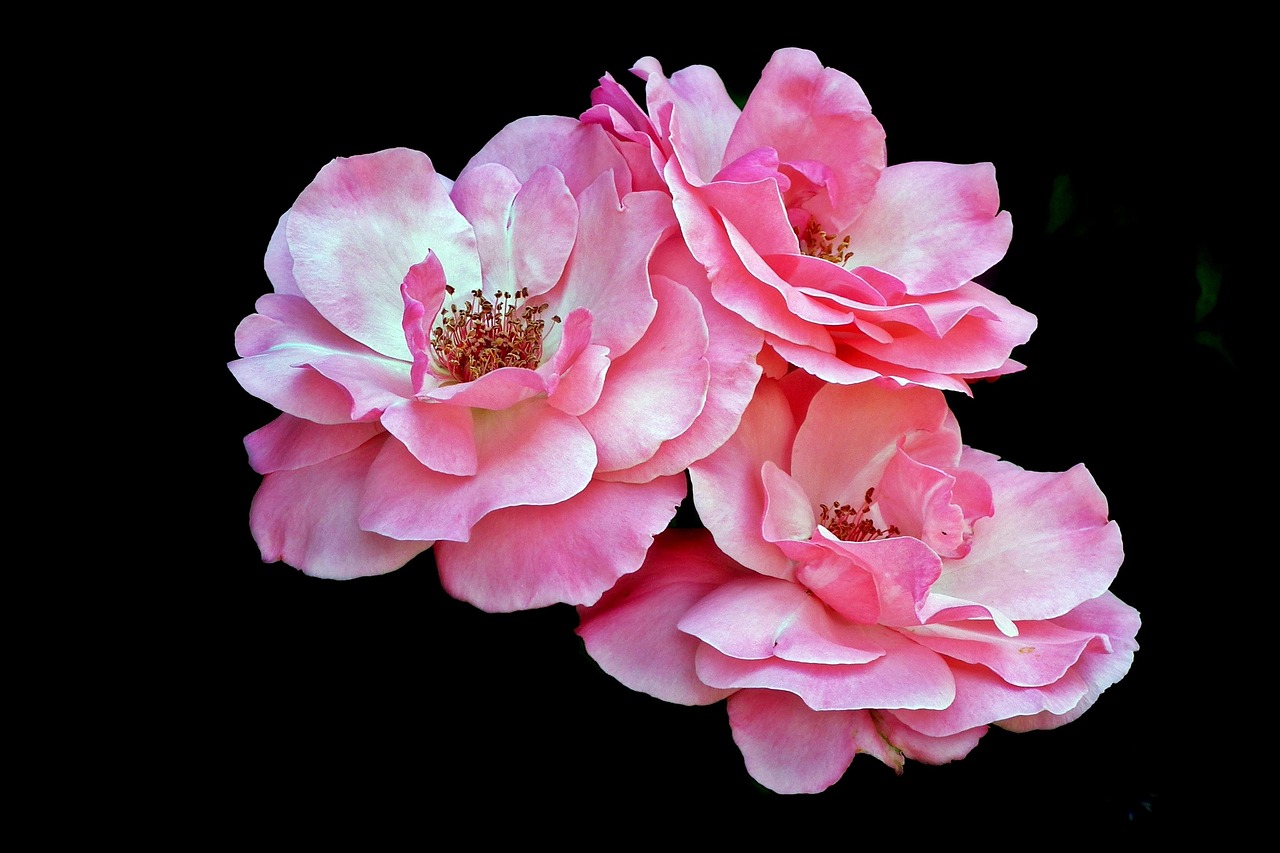 動漫唯美頭像，魅力四溢的魅力與深遠影響