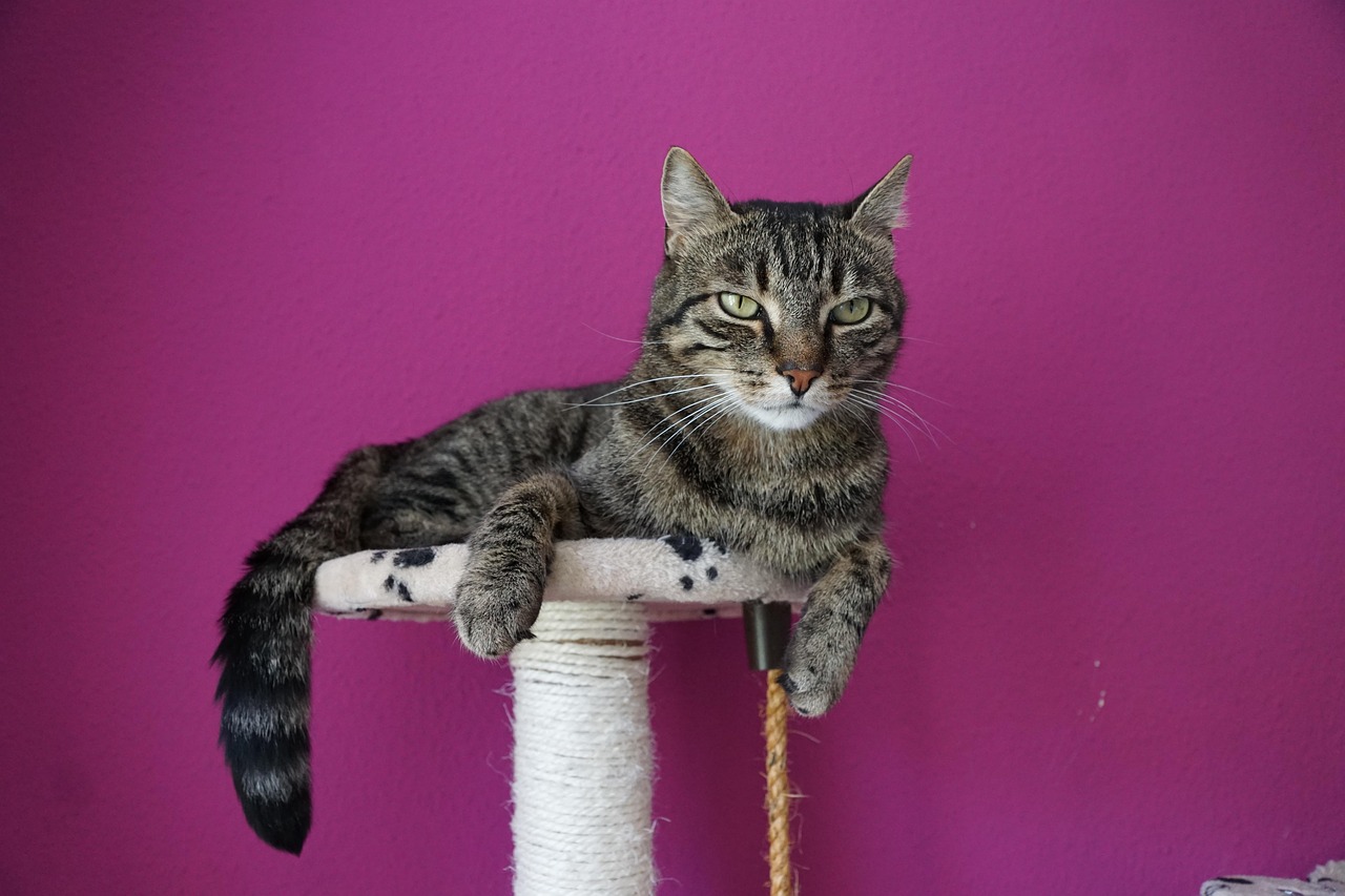 梁永和藝術(shù)品的拍賣價格與市場趨勢分析，價值體現(xiàn)與市場動態(tài)觀察