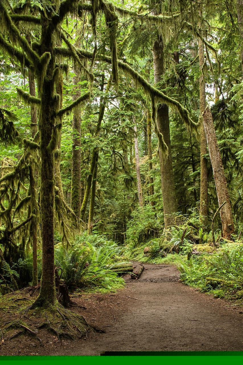 綠奴之后，生態(tài)倫理與綠色生活的最新探索篇章
