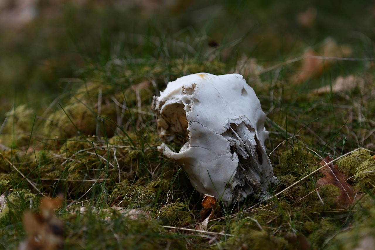 動(dòng)漫鹿頭像，虛擬魅力擴(kuò)散至現(xiàn)實(shí)生活