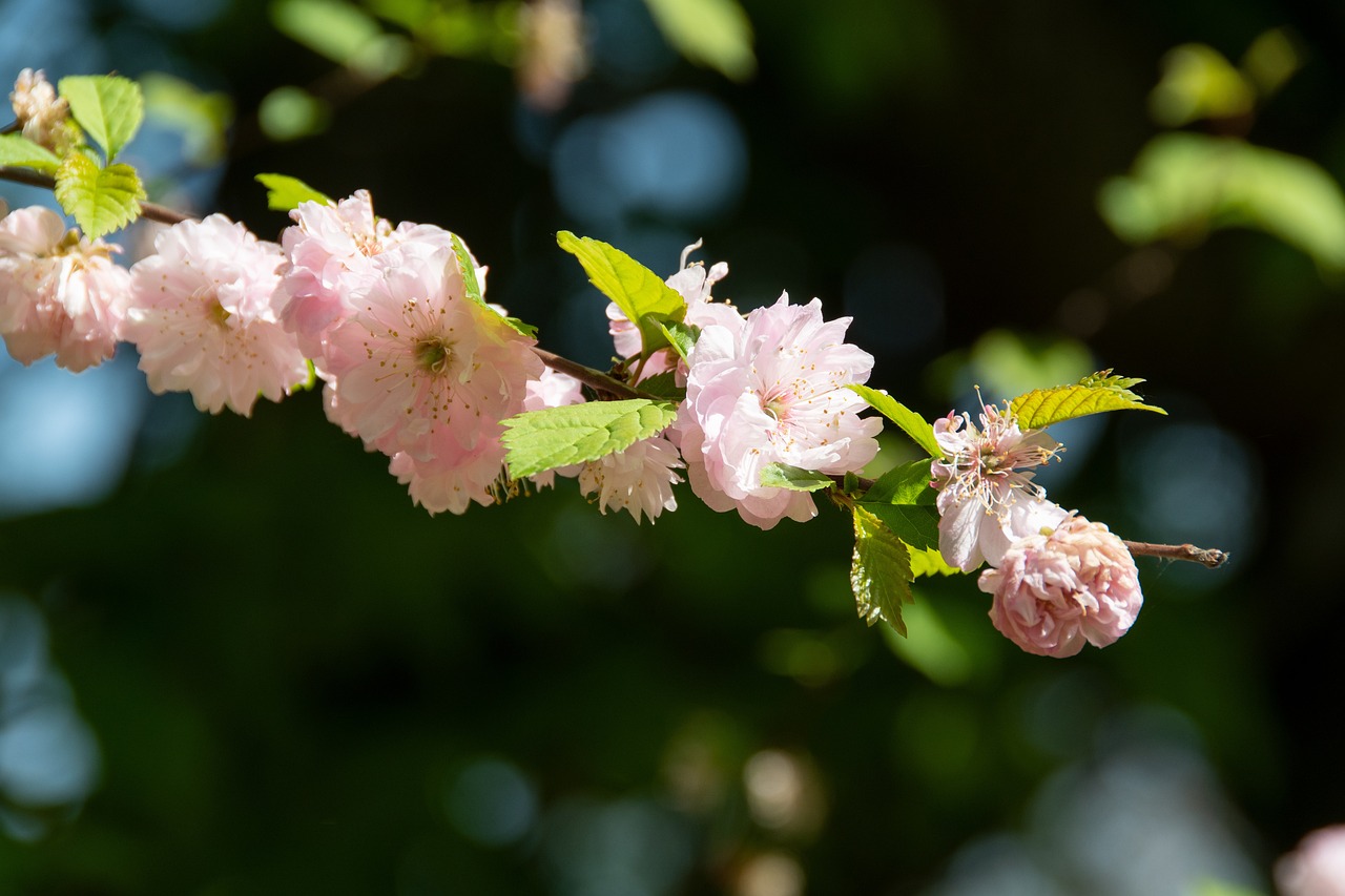 海棠新篇，綻放的美麗與深邃寓意