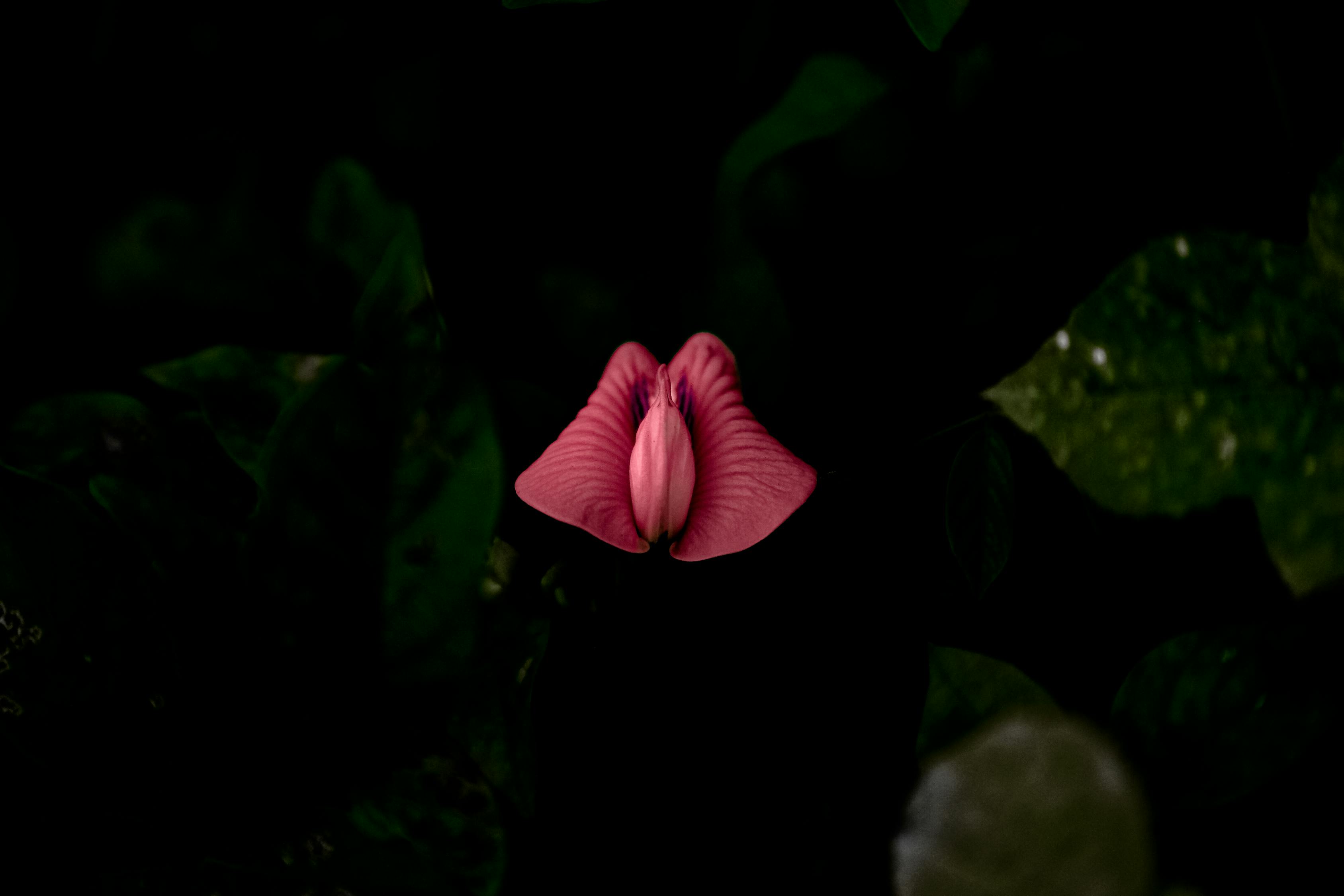 流行文化的獨特魅力，呆萌動漫頭像的魅力展現(xiàn)