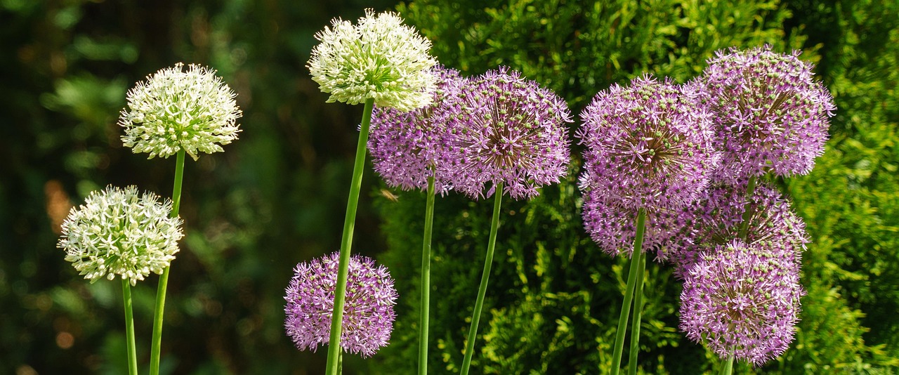 花好月又圓，免費觀看指南與深度推薦