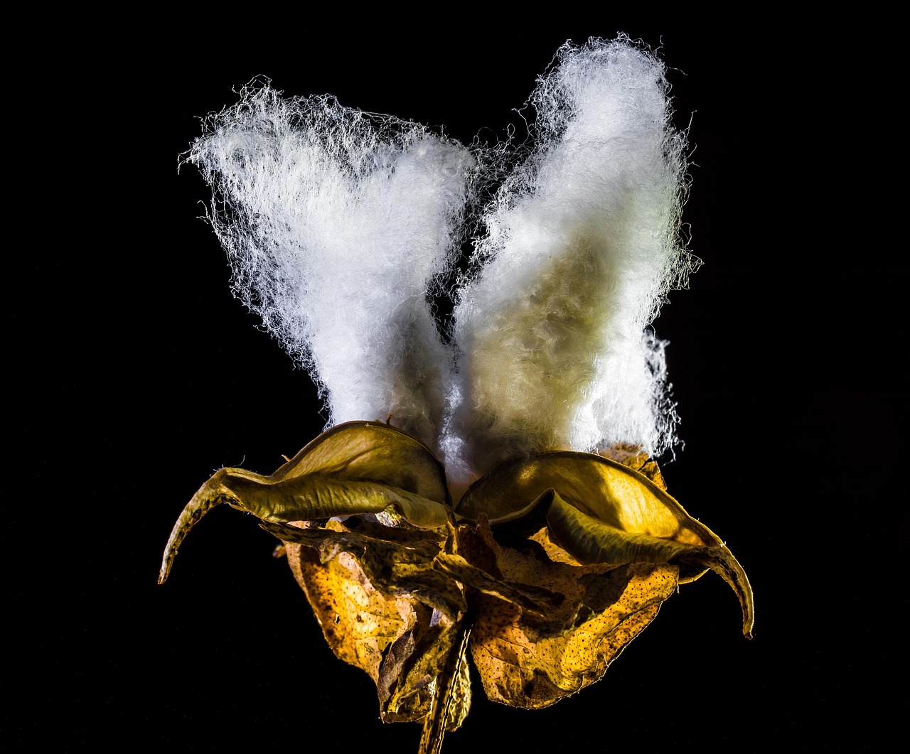 鄭州期貨棉花商品實(shí)時(shí)行情深度解析與動(dòng)態(tài)播報(bào)