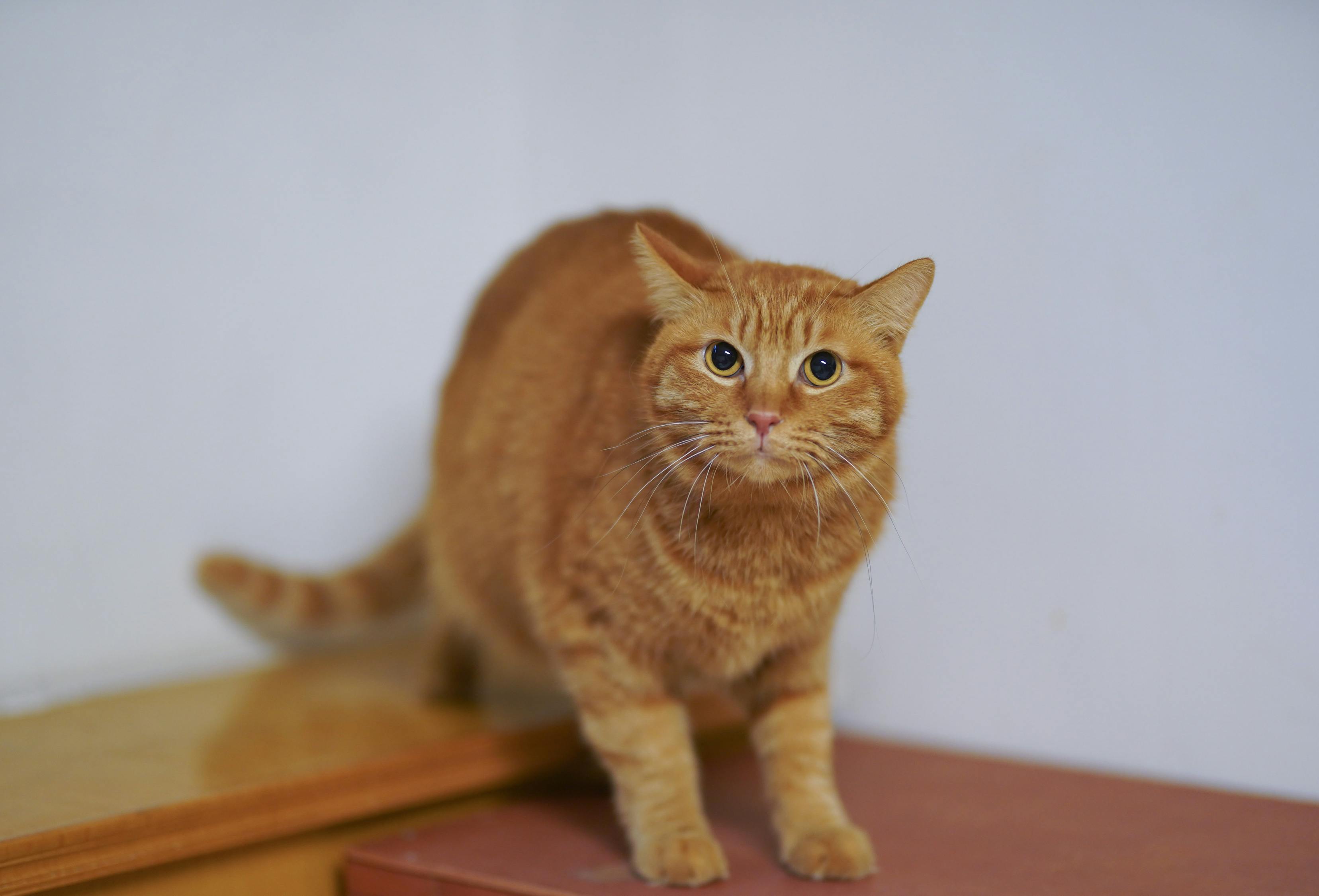 探索貓文化的時(shí)尚魅力，貓咪新潮流匯集集結(jié)來(lái)襲！