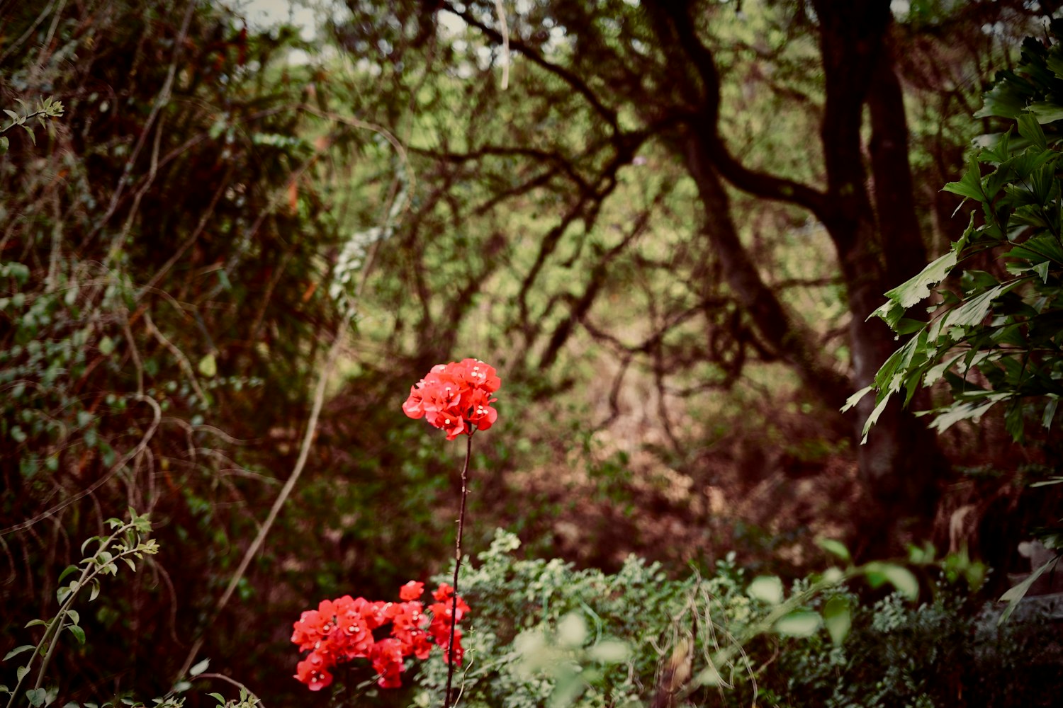 梅花股票，投資之花的盛開之旅