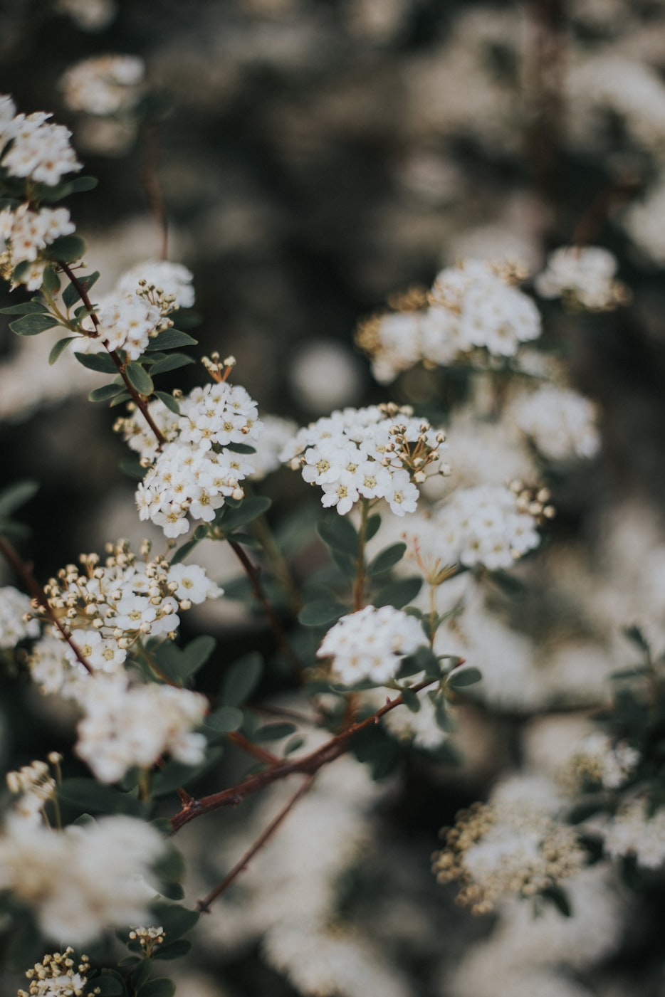 探索微觀世界的奇妙之旅——活塞蟲動(dòng)態(tài)揭秘之旅