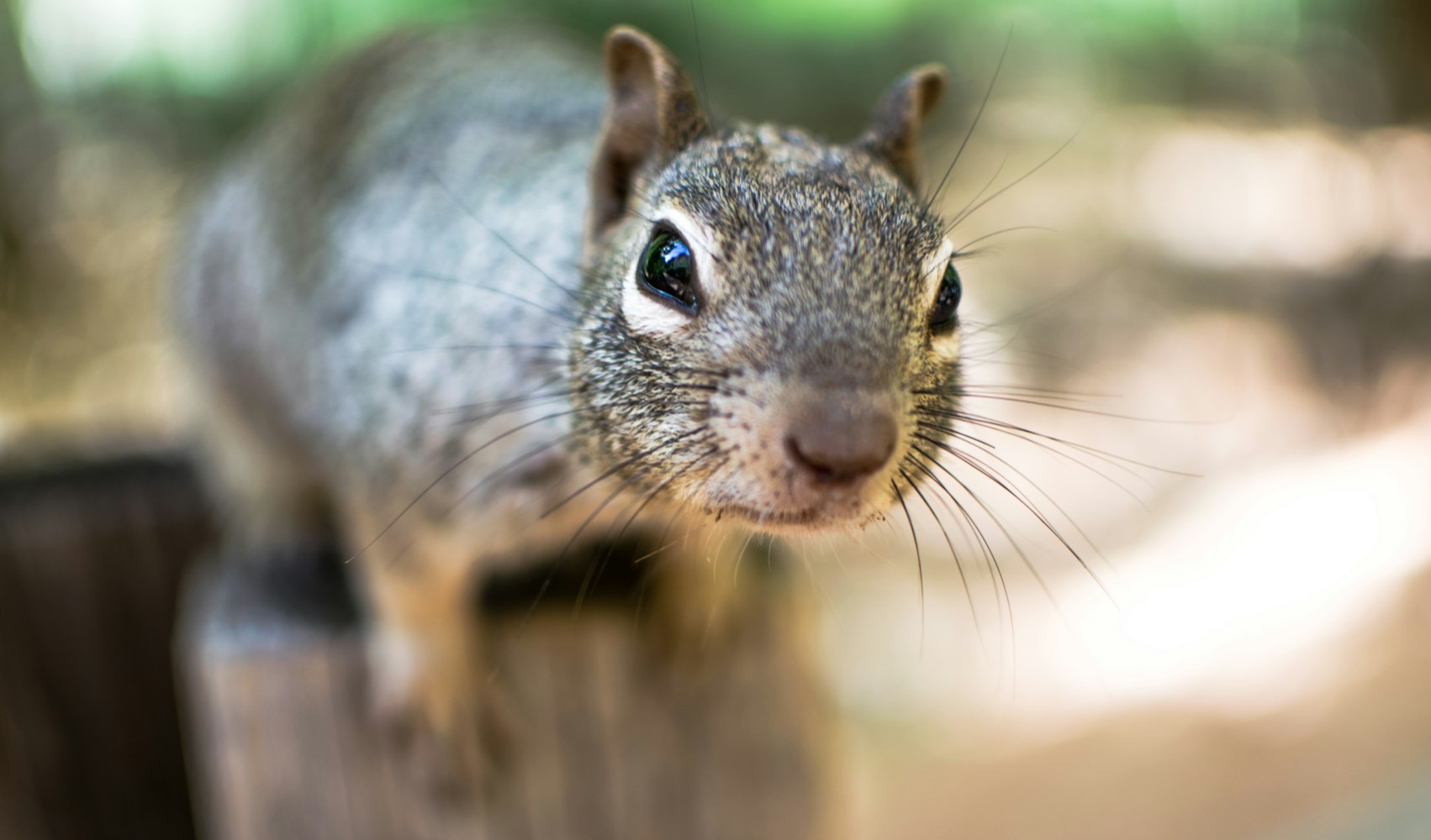 最新熊出沒，深度探索與獨(dú)特魅力揭秘