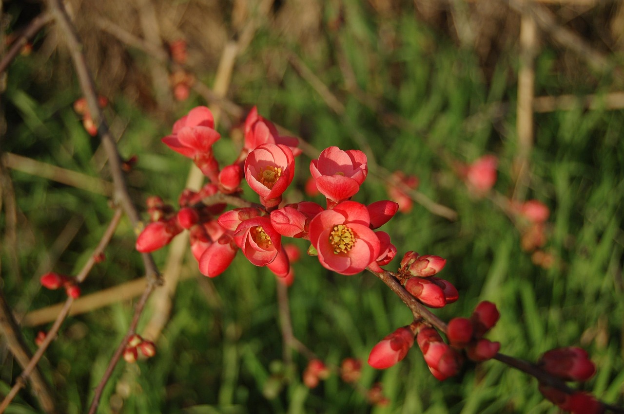 金辰國際花園最新動(dòng)態(tài)更新，最新資訊速遞