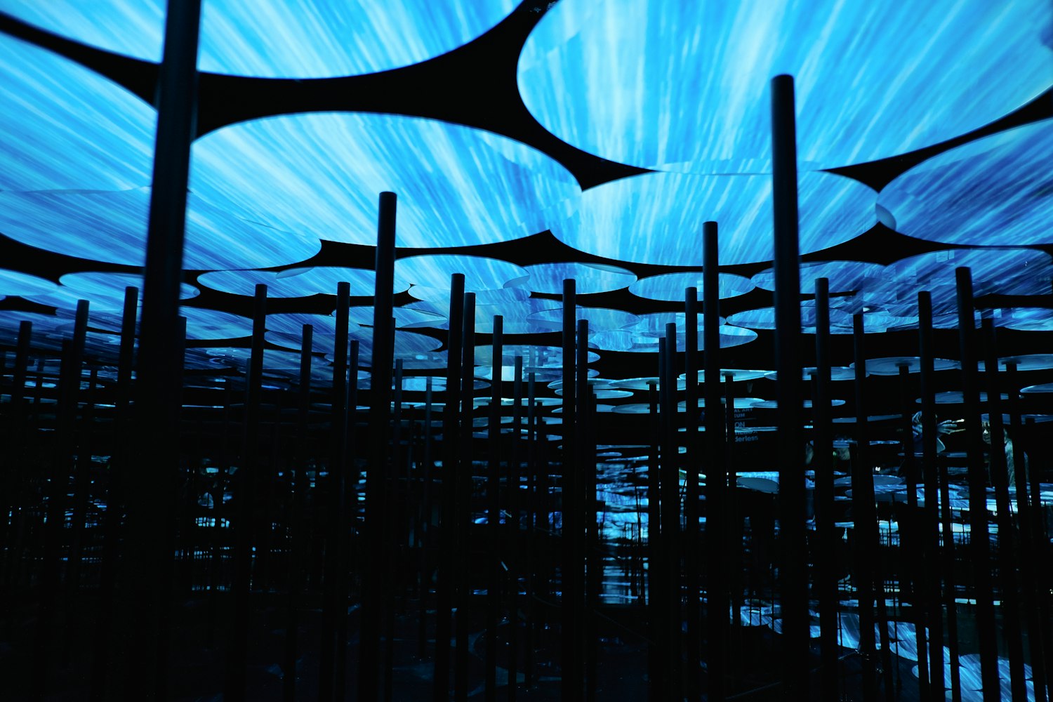 最新玉兔圖片展示，魅力與多樣性的完美融合