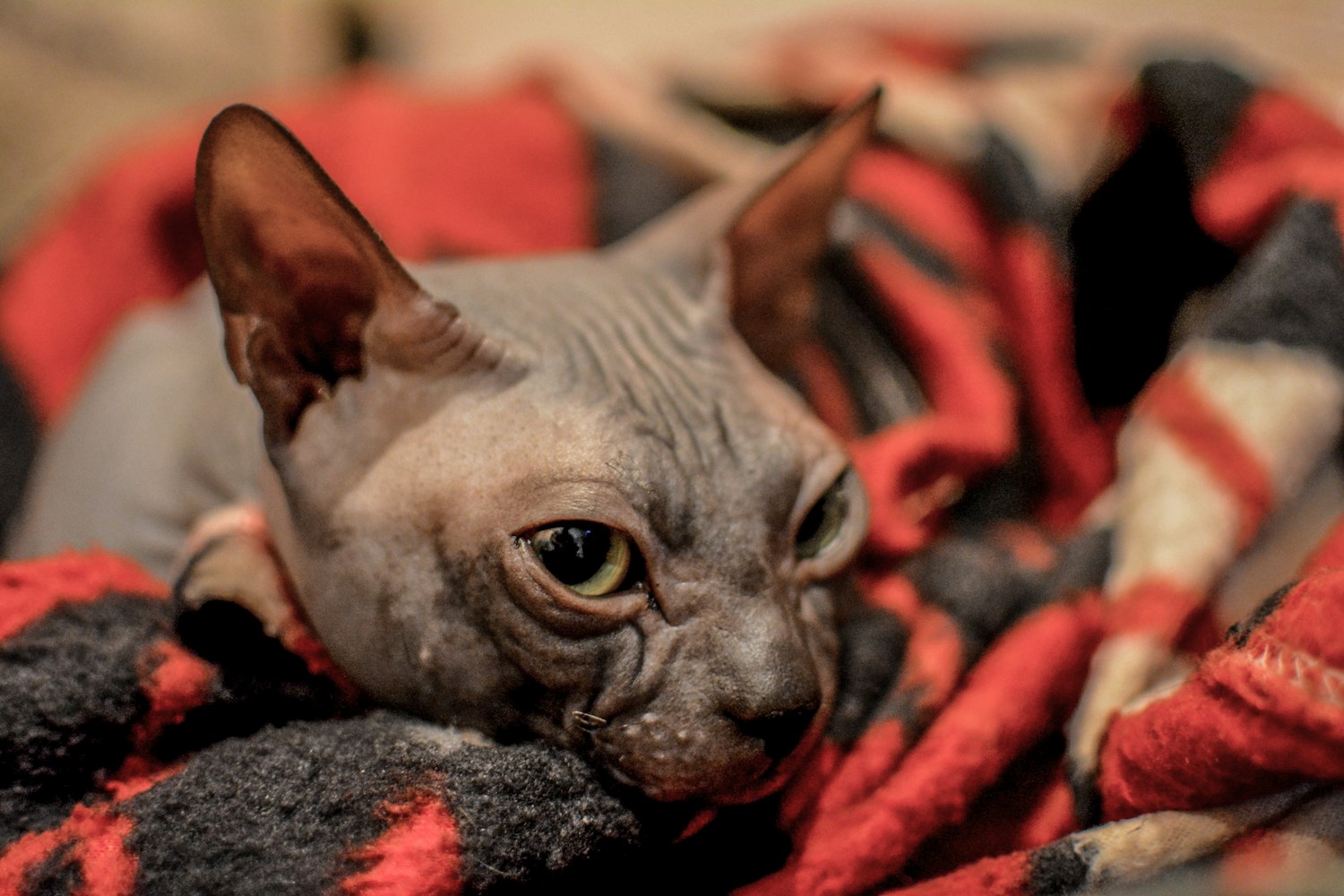 探索快貓新版本，最新體驗與發(fā)現(xiàn)之旅