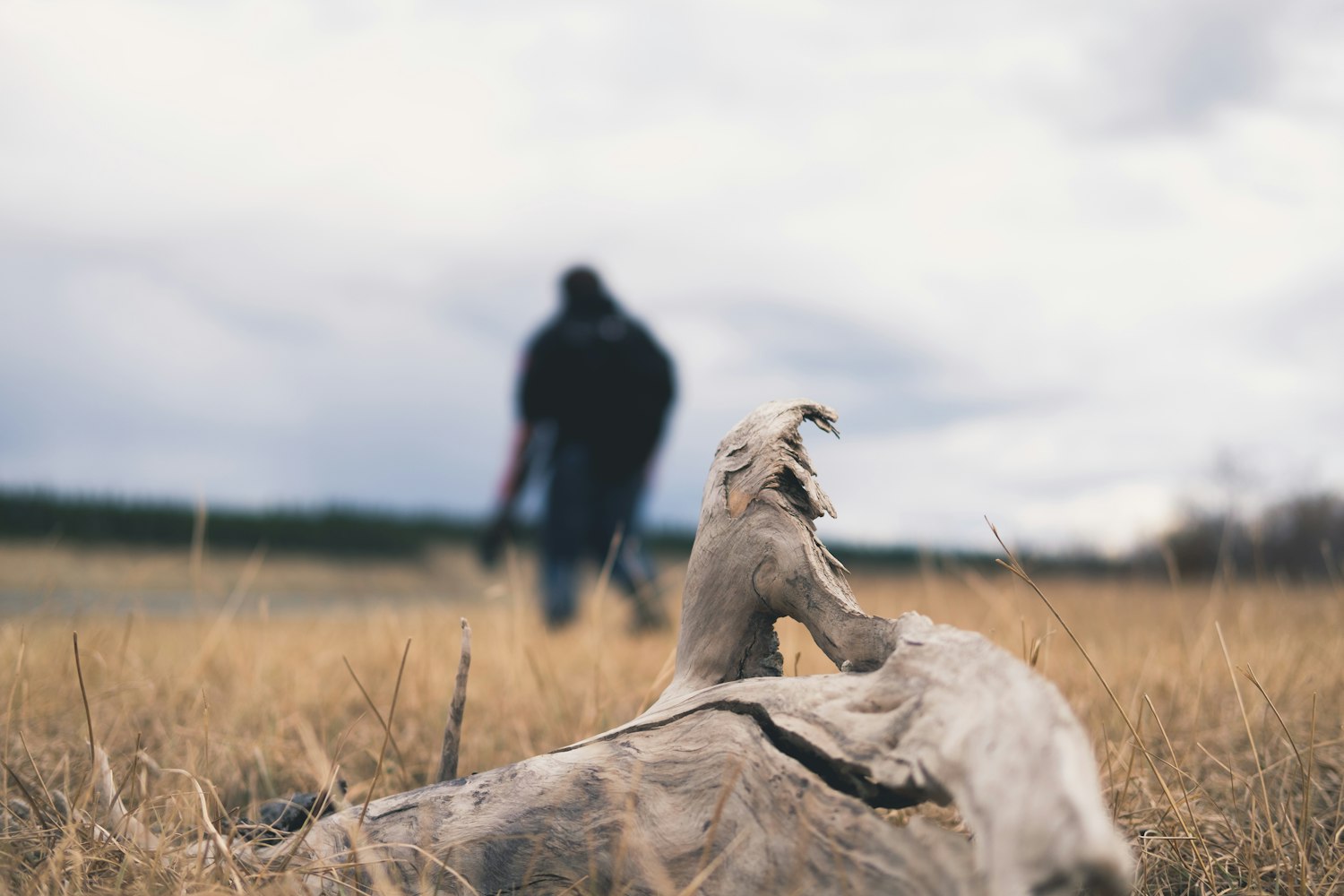 探索寵物世界的魅力與樂趣，最新萌寵劇集大放送
